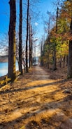 A dirt road in the woods next to a body of water