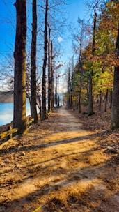 A dirt road in the woods next to a body of water