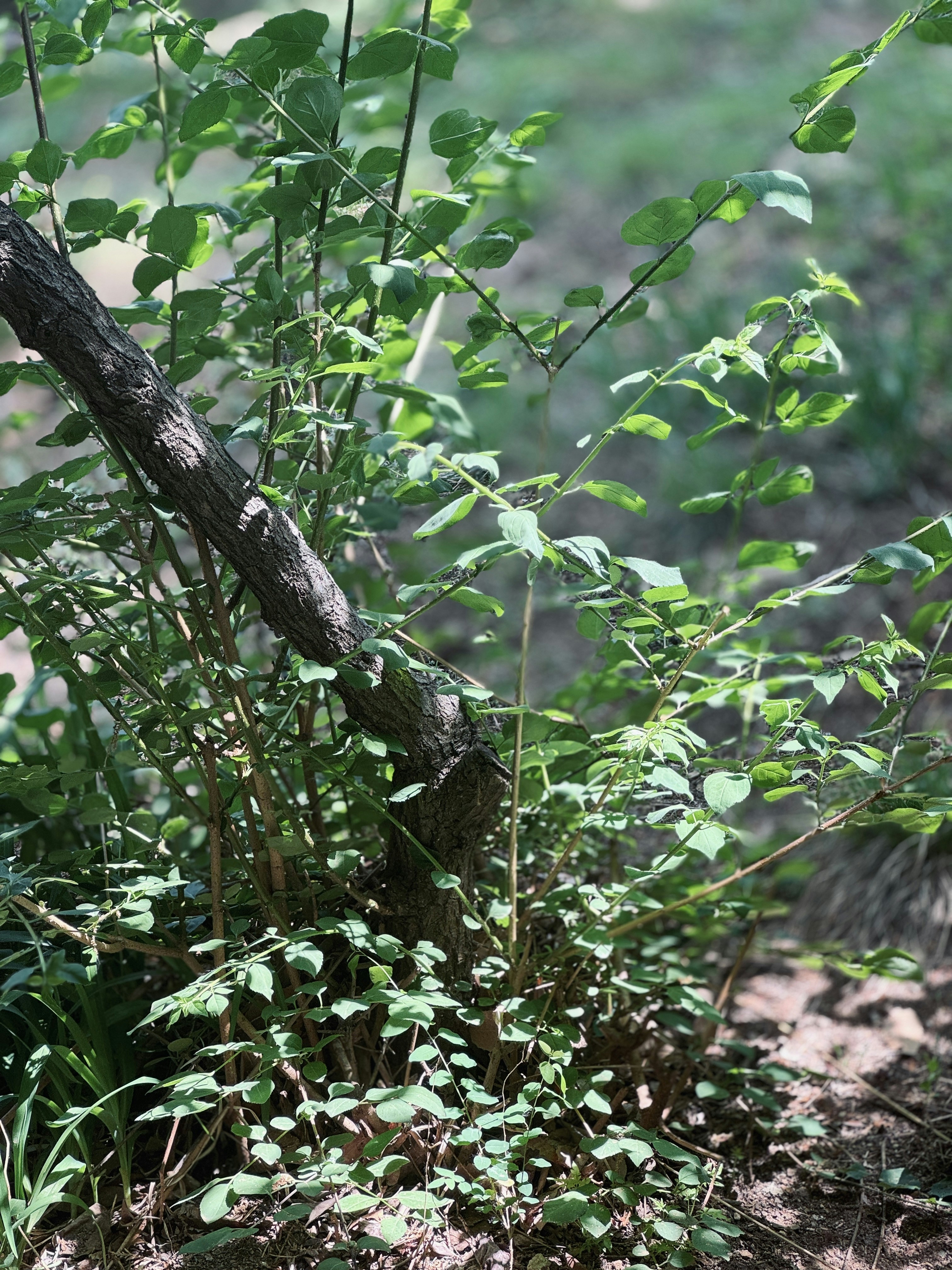 Photo by donutsurfing