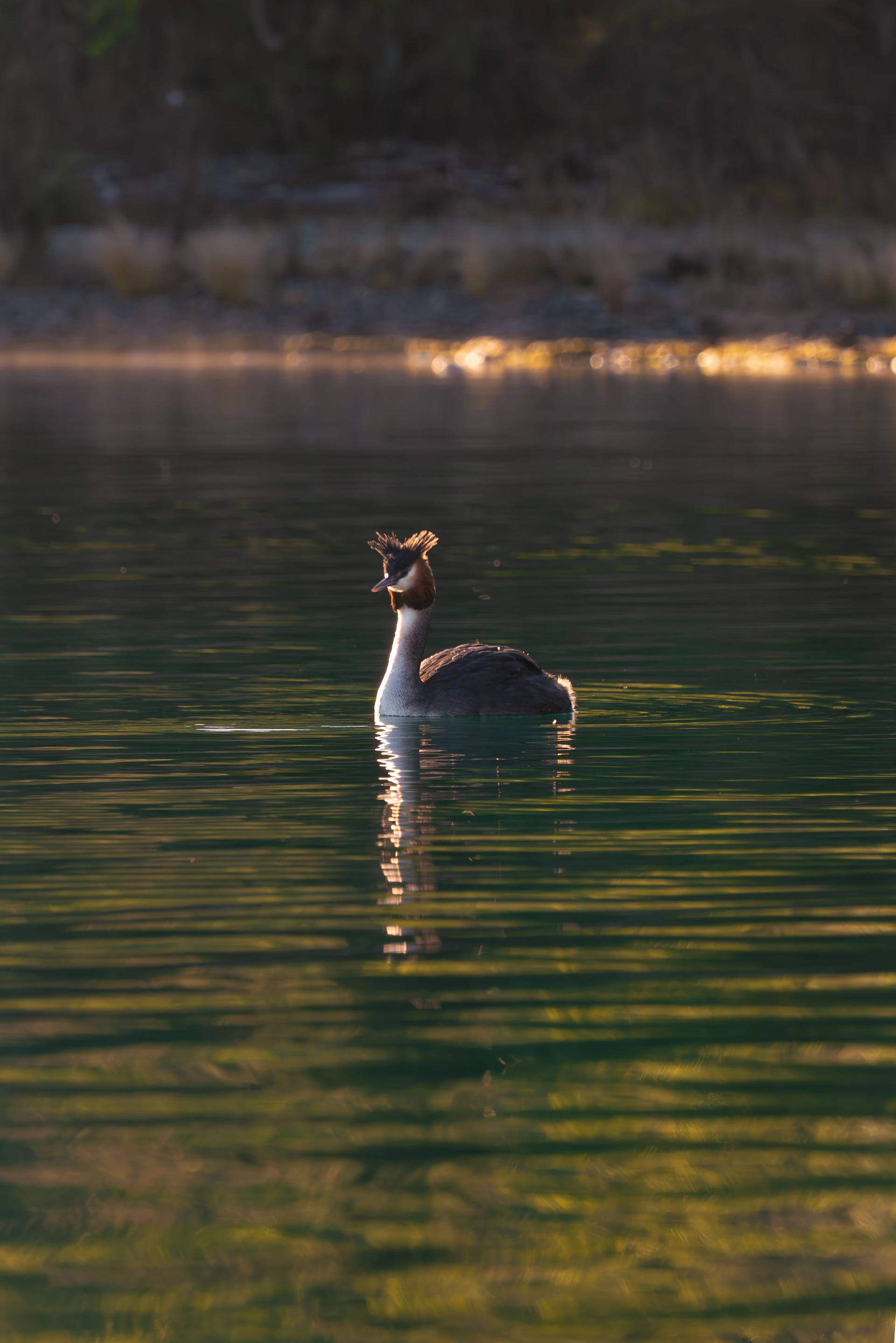 A bird floating on top of a body of water