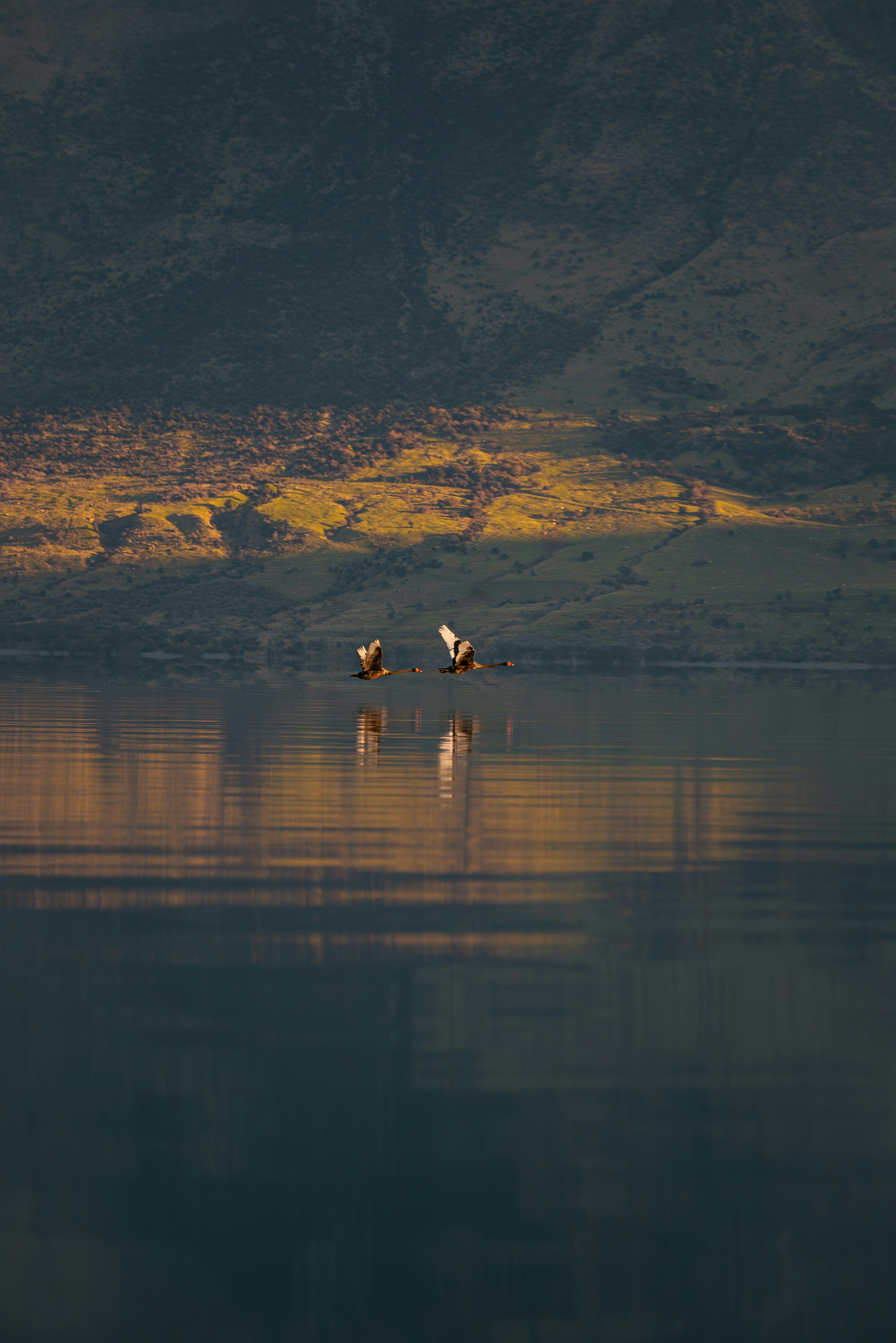 A couple of birds flying over a large body of water