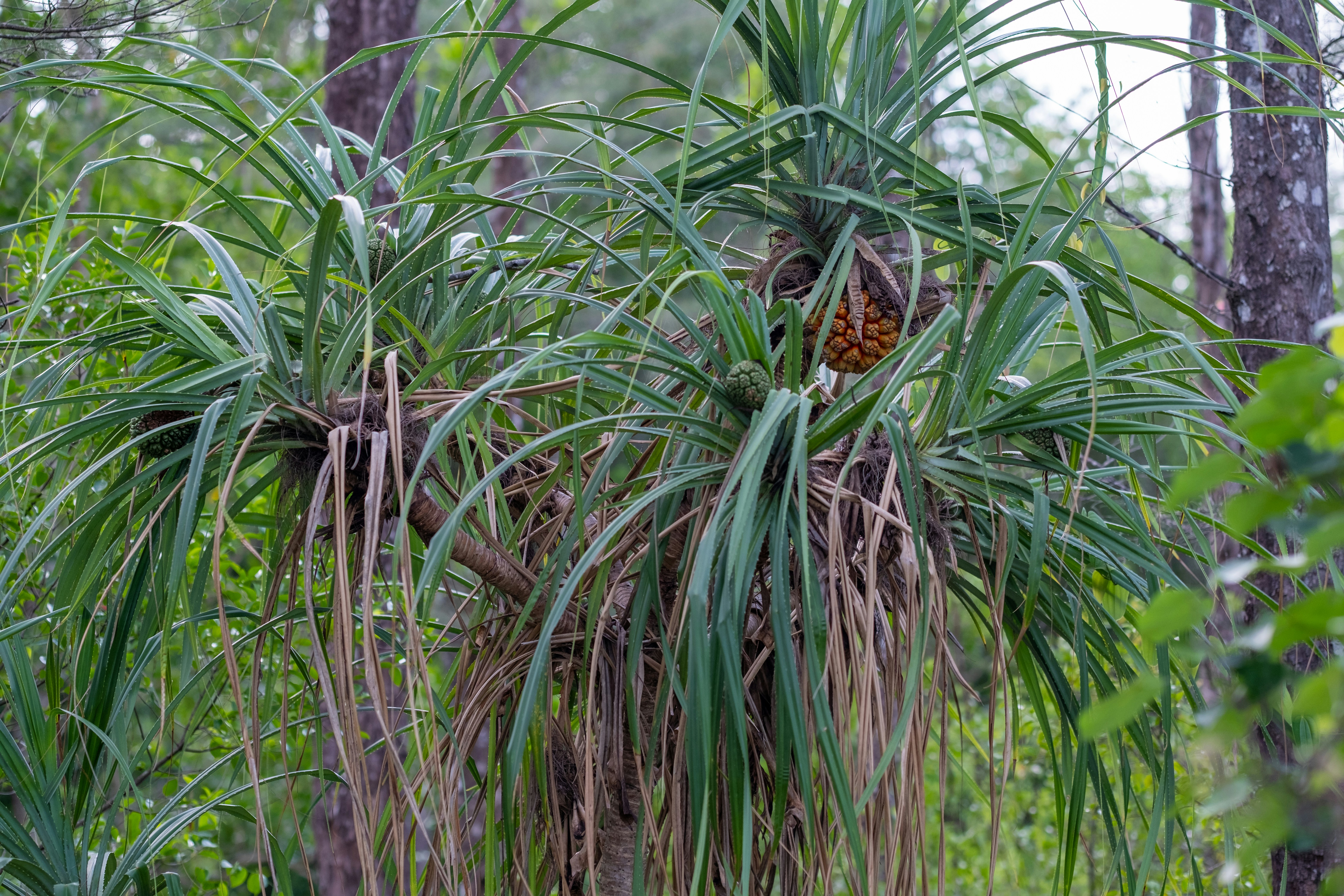 Coastal littoral forest stilt roots Madagascar