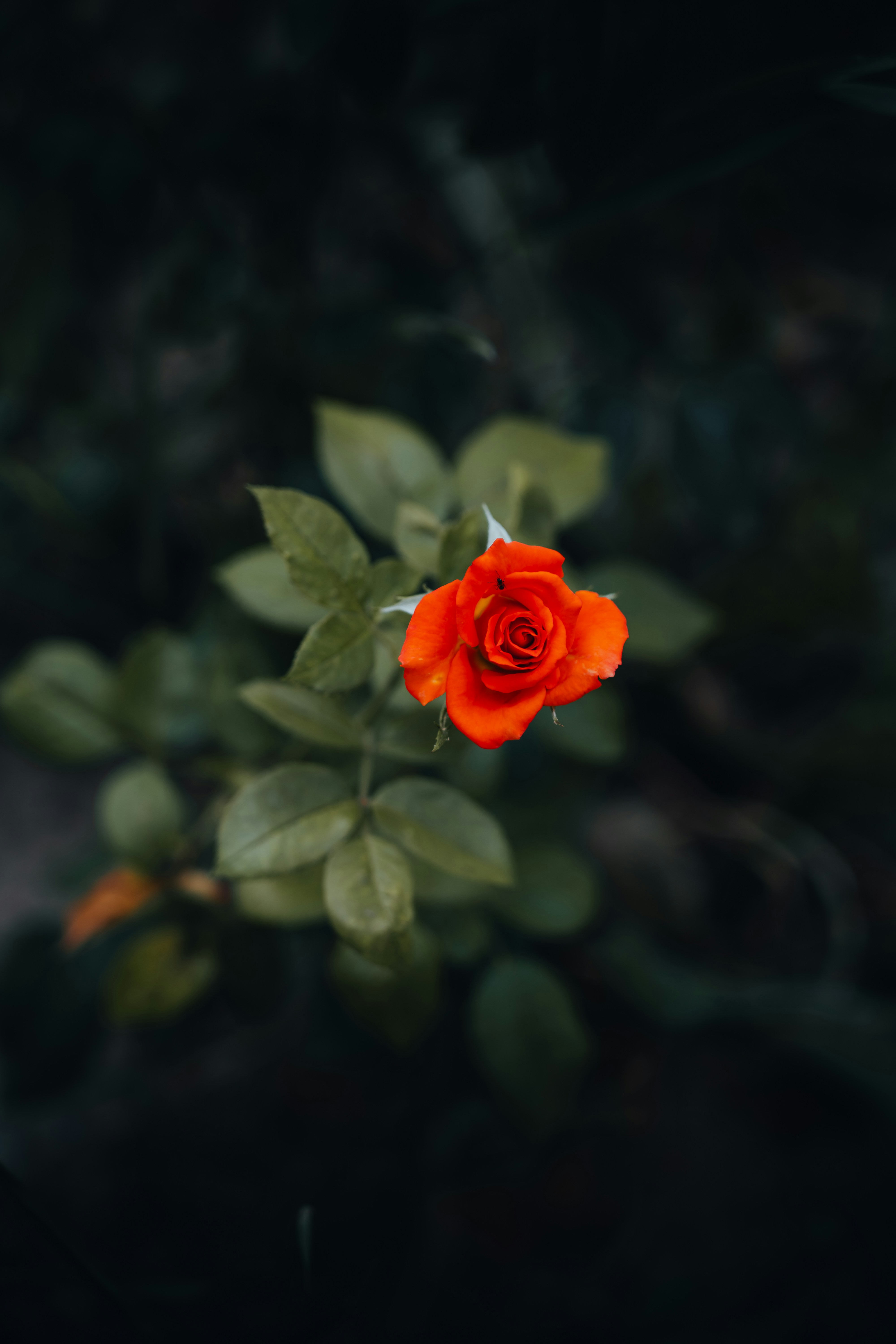 Photo by androwv