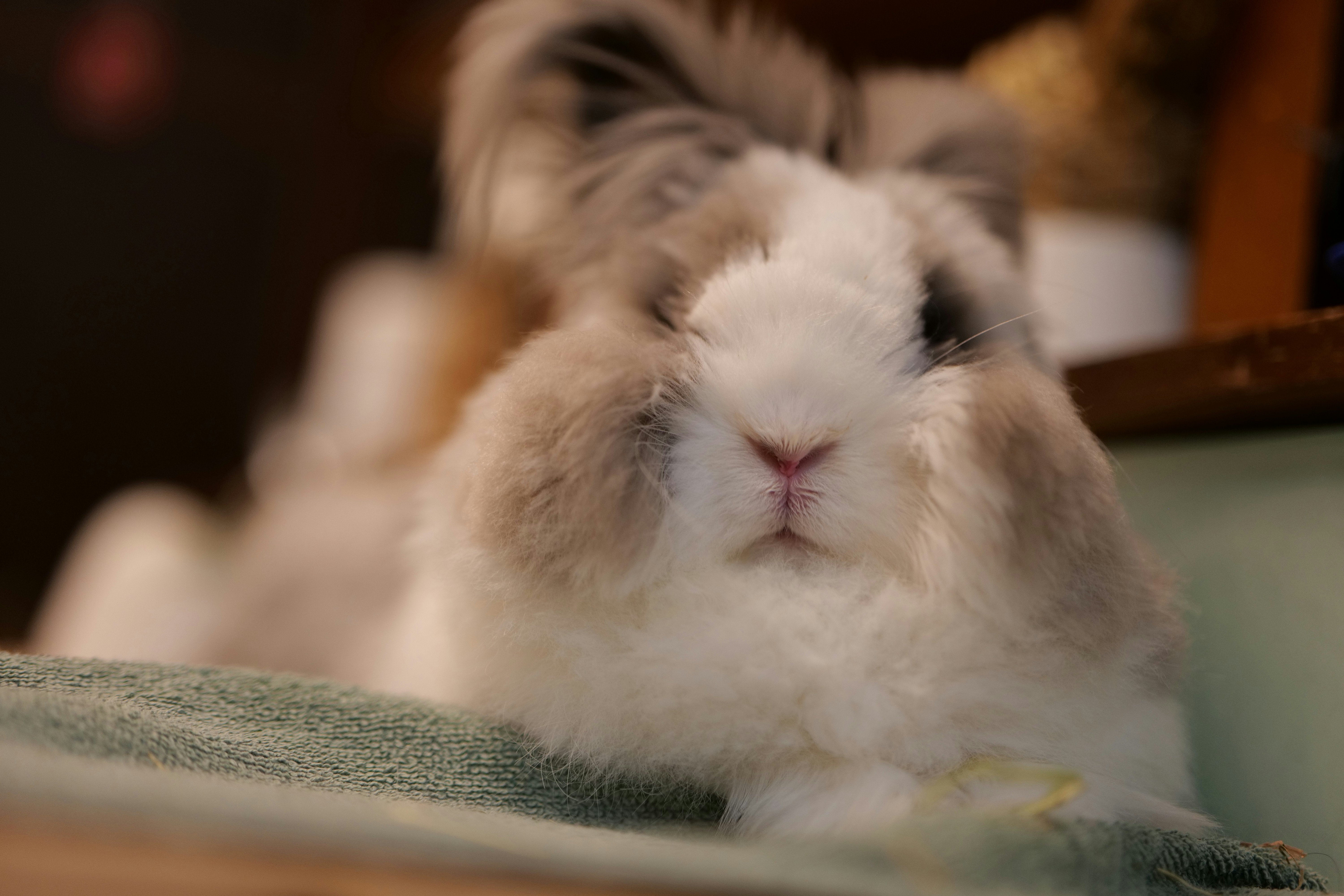 Photo by moyathebunny