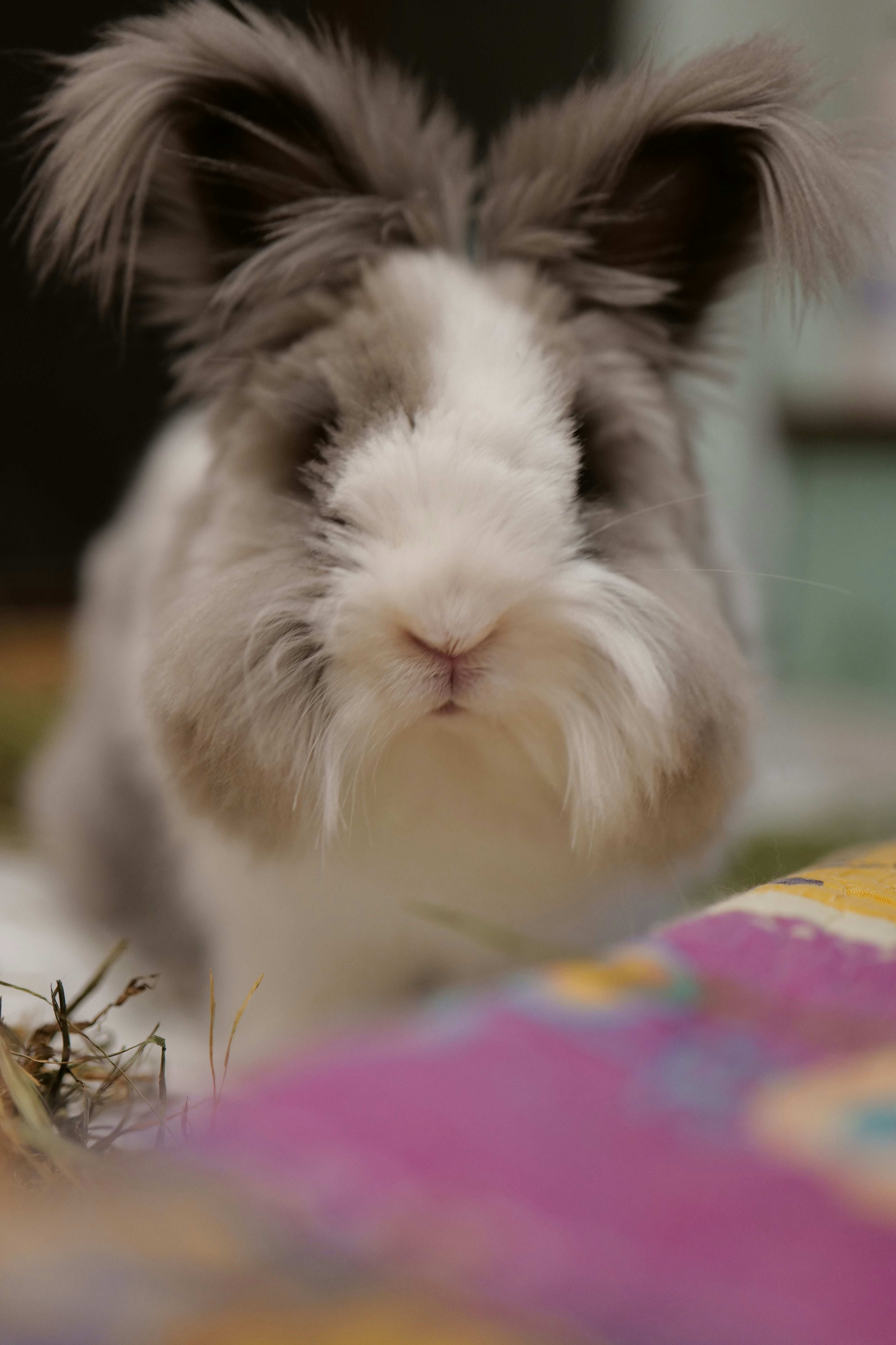 Photo by moyathebunny