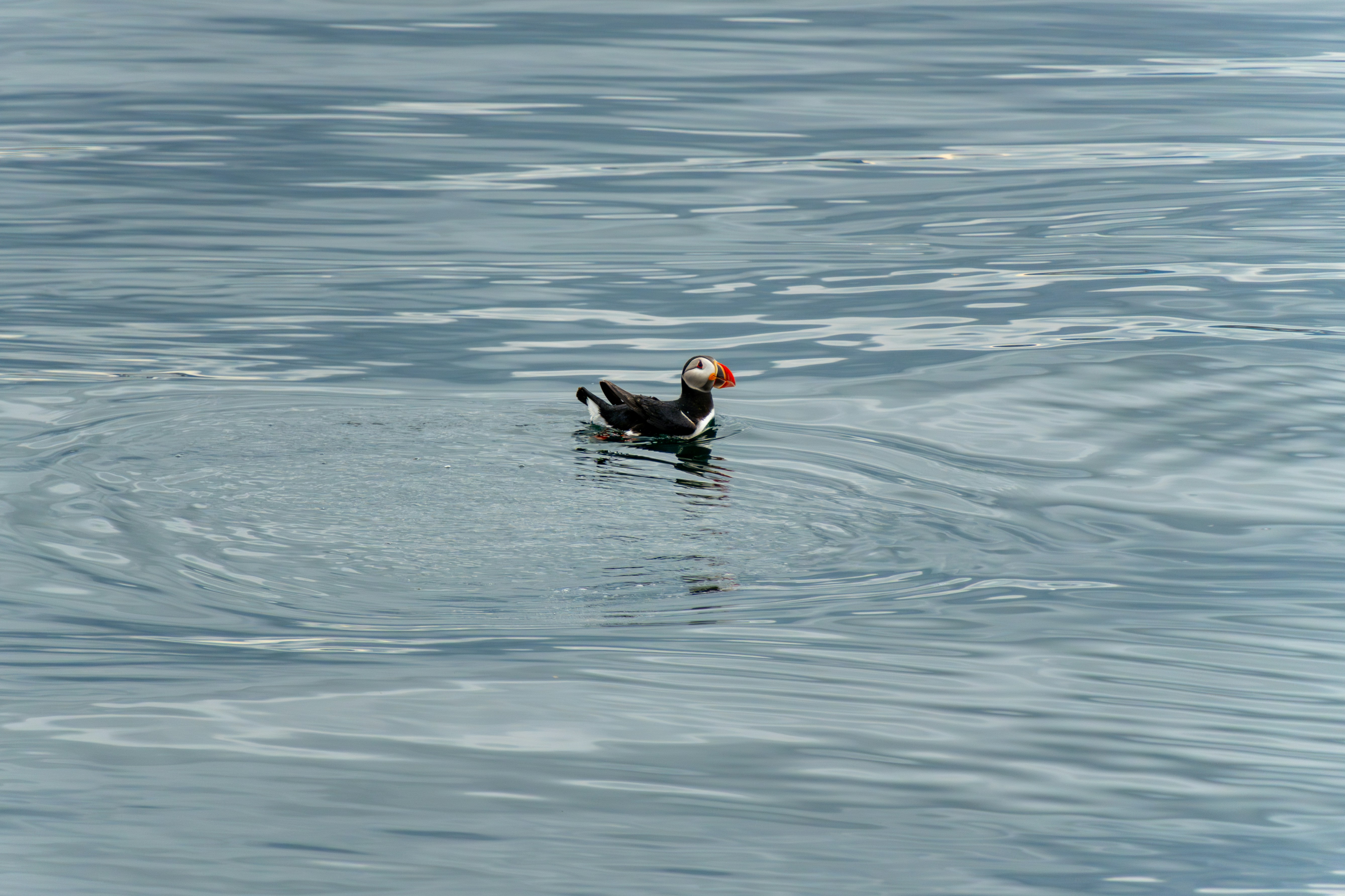 A duck floating on top of a body of water