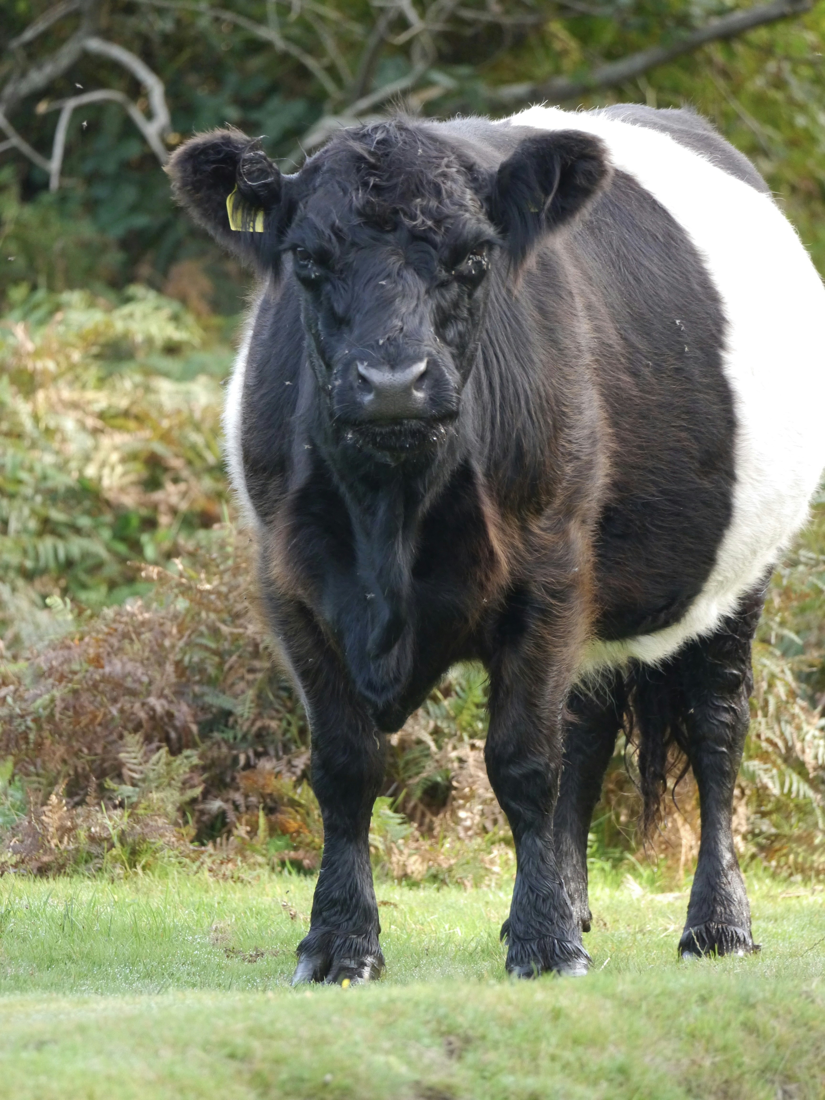 A black and white cow standing in a field