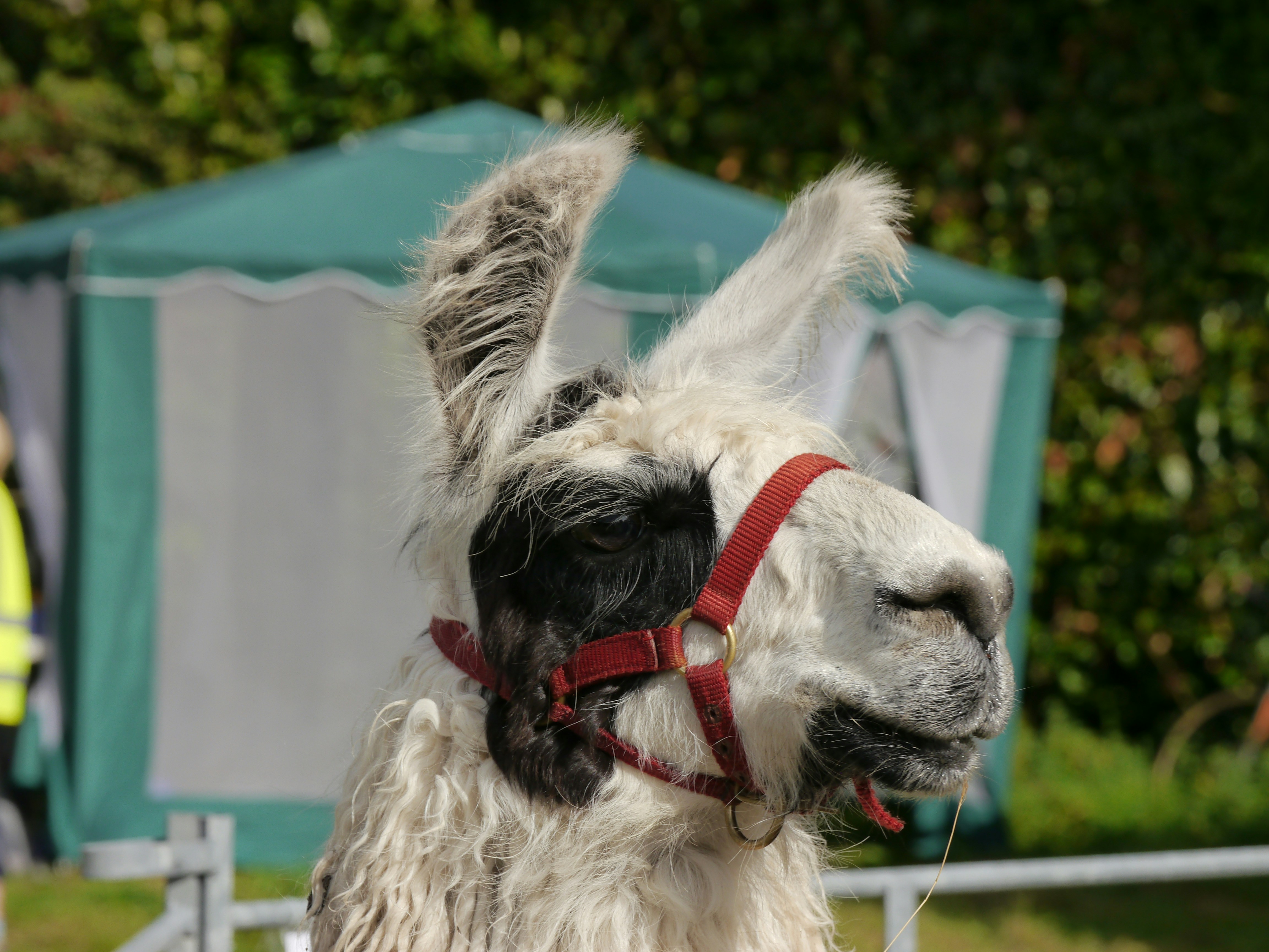 Llama dengan tali kekang merah berdiri di samping pagar