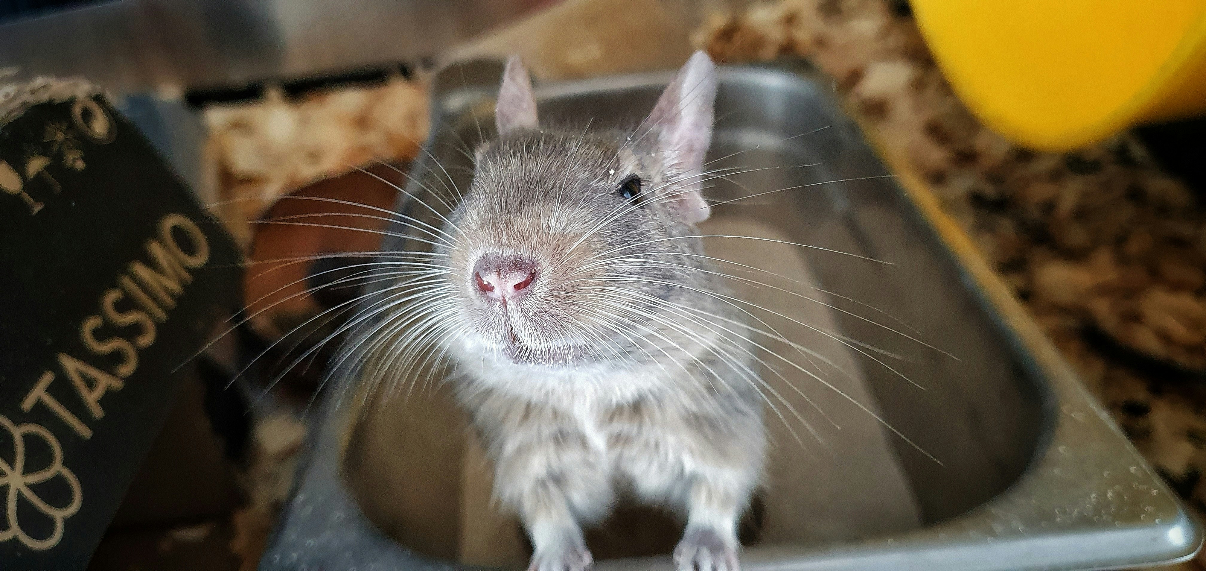 A mouse sitting in a metal pan on a table