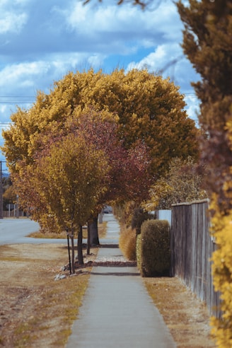 A sidewalk lined with trees and bushes next to a road