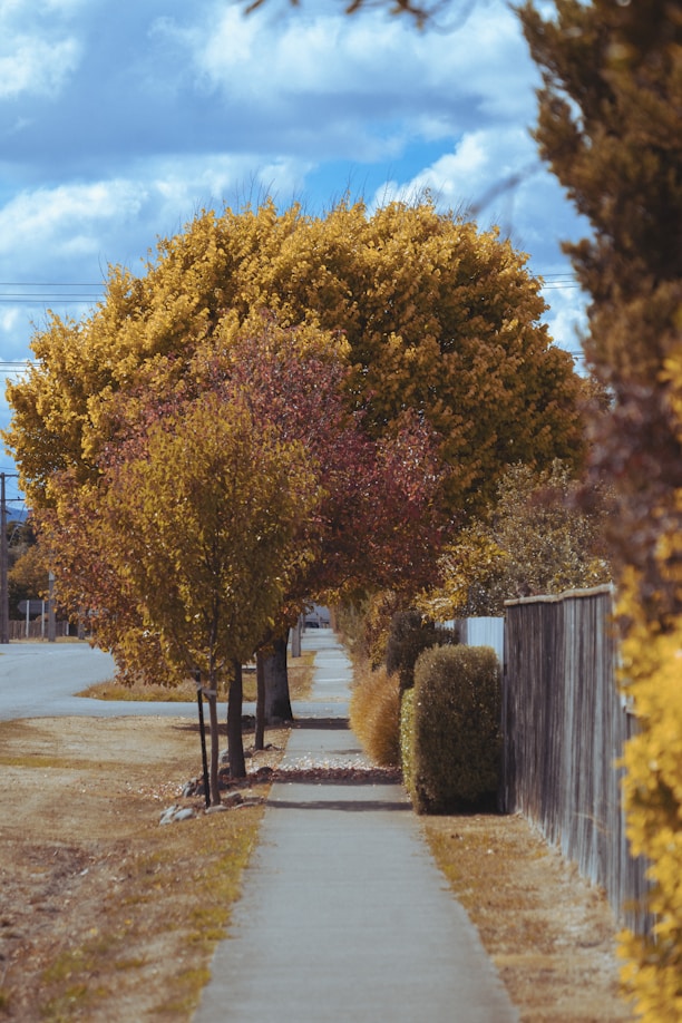 A sidewalk lined with trees and bushes next to a road