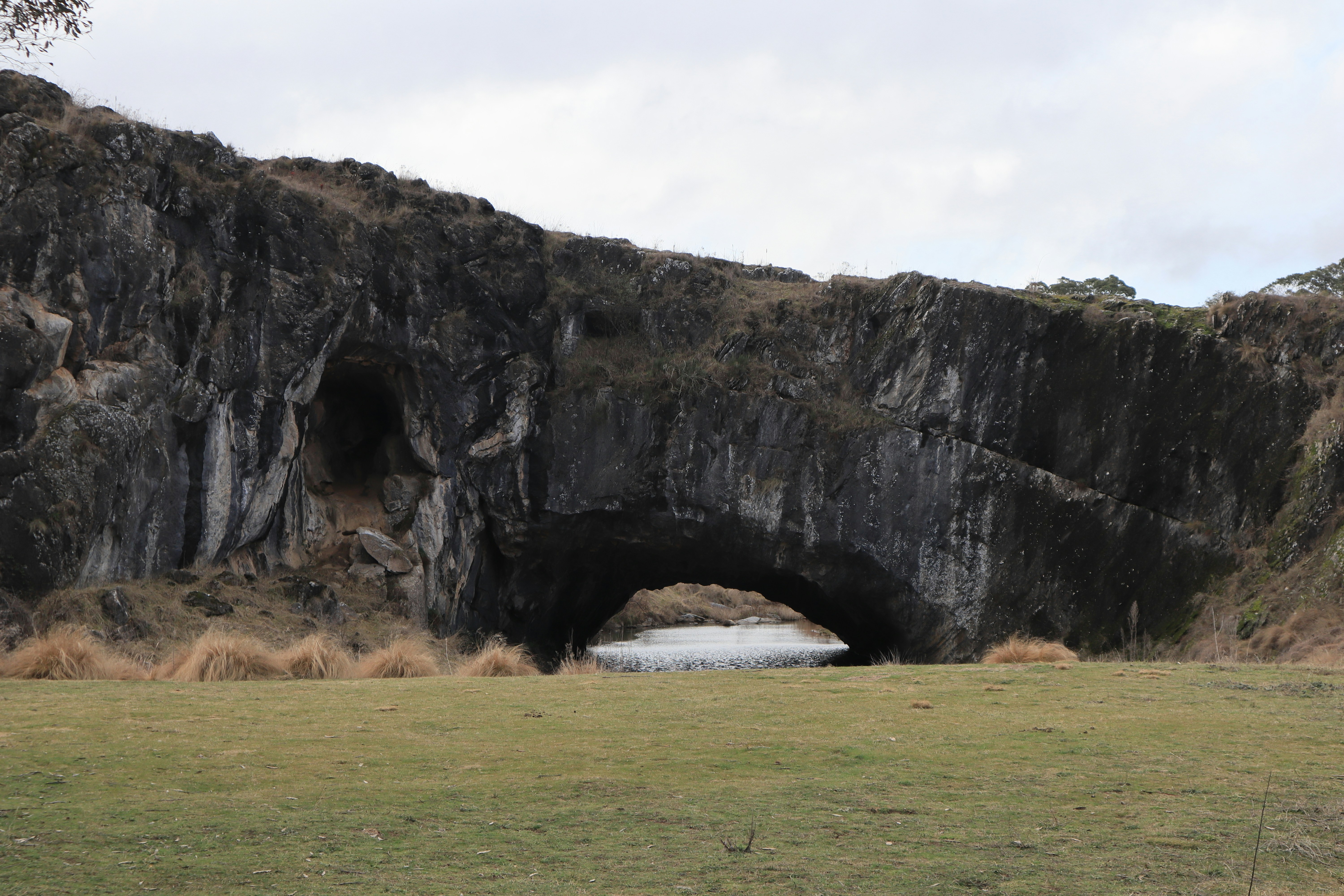 A horse standing in a field next to a cave