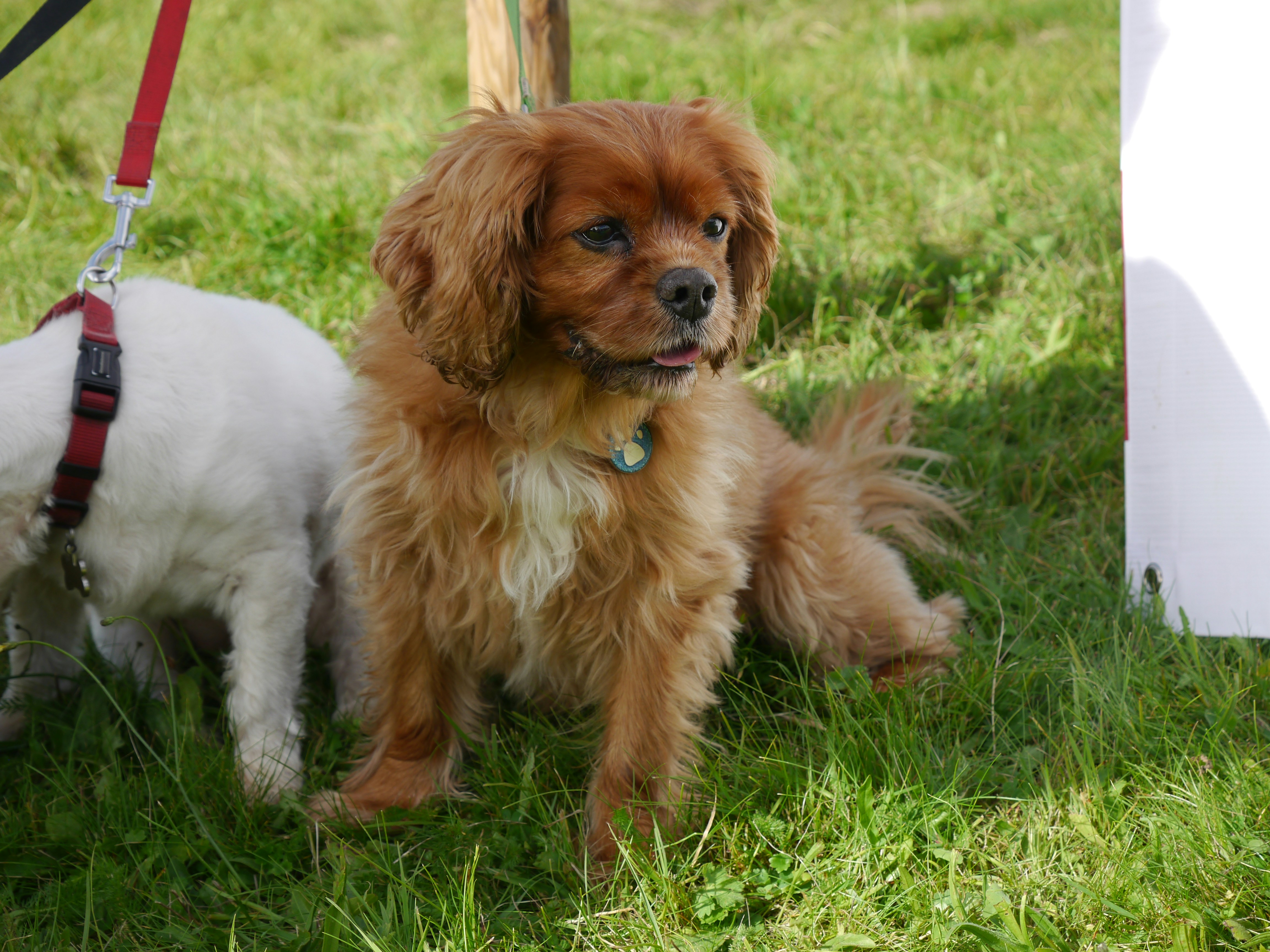 Welcome Home: Expert Tips for Introducing Your New Cavalier King Charles Spaniel