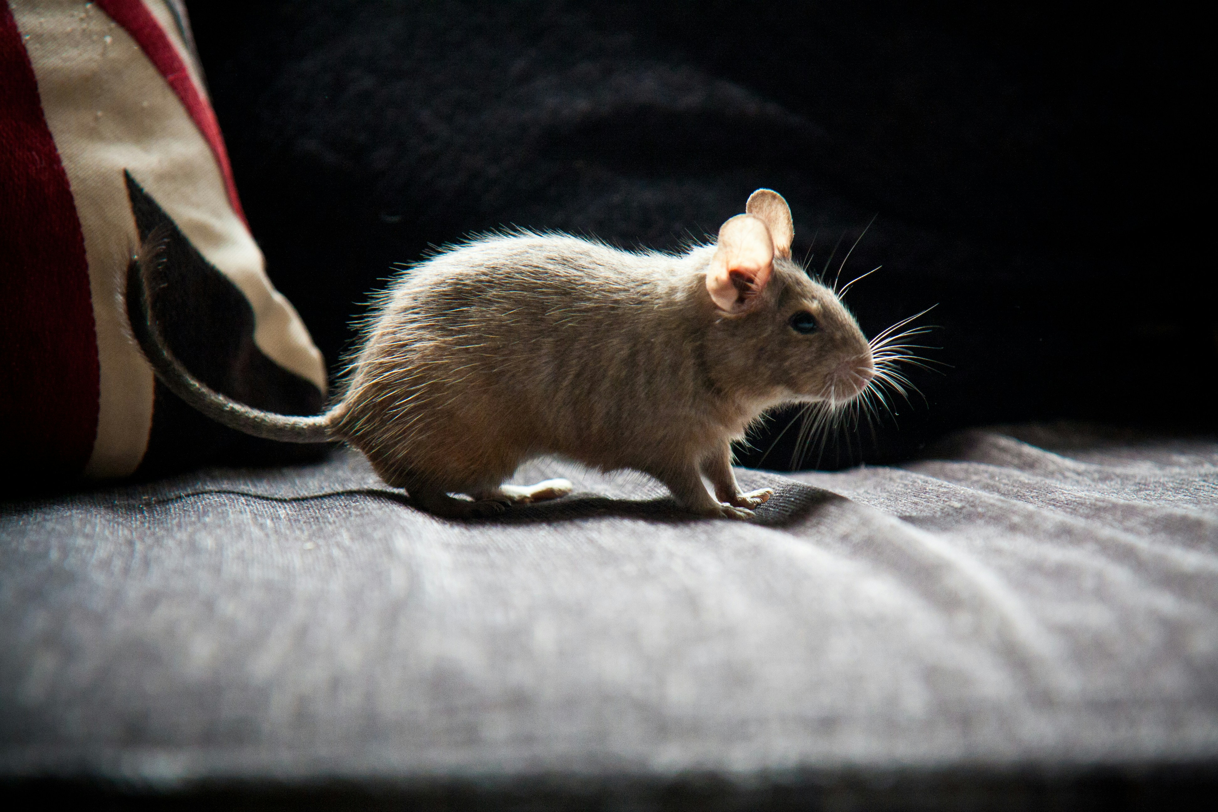 Degu: Social Sweethearts With Endless Energy (image credits: unsplash)