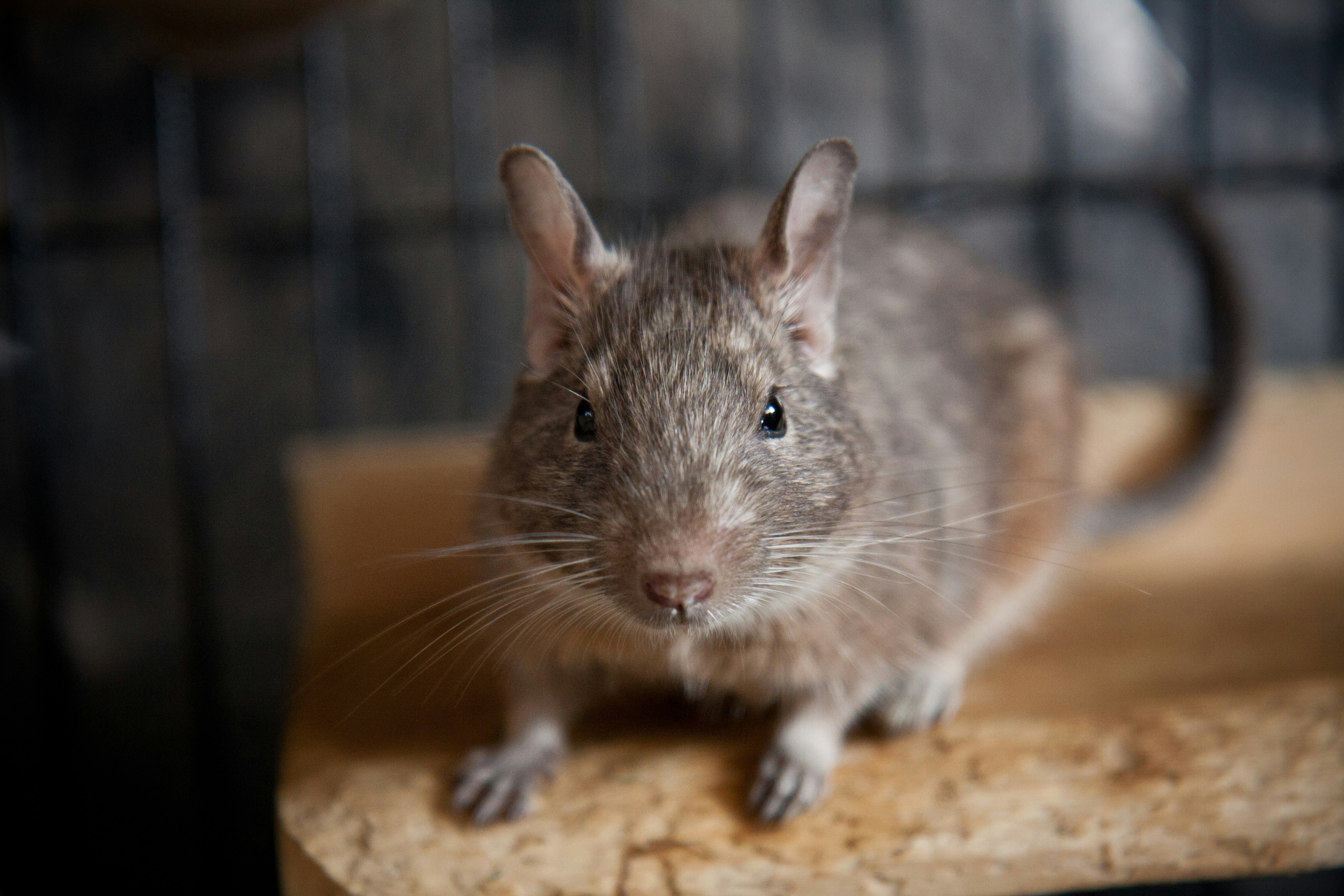 Degu