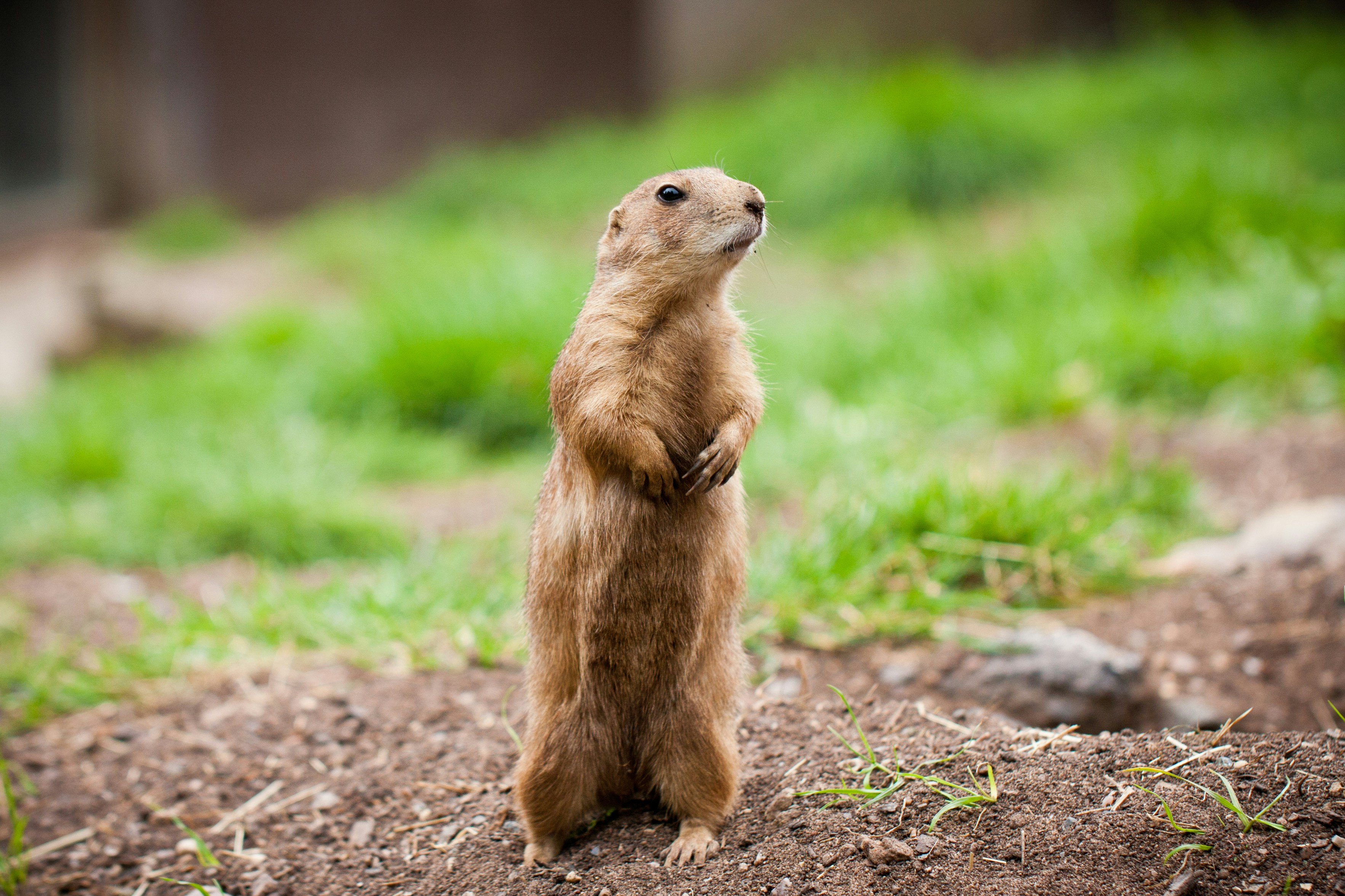 後ろ足で立っている茶色の小さな動物