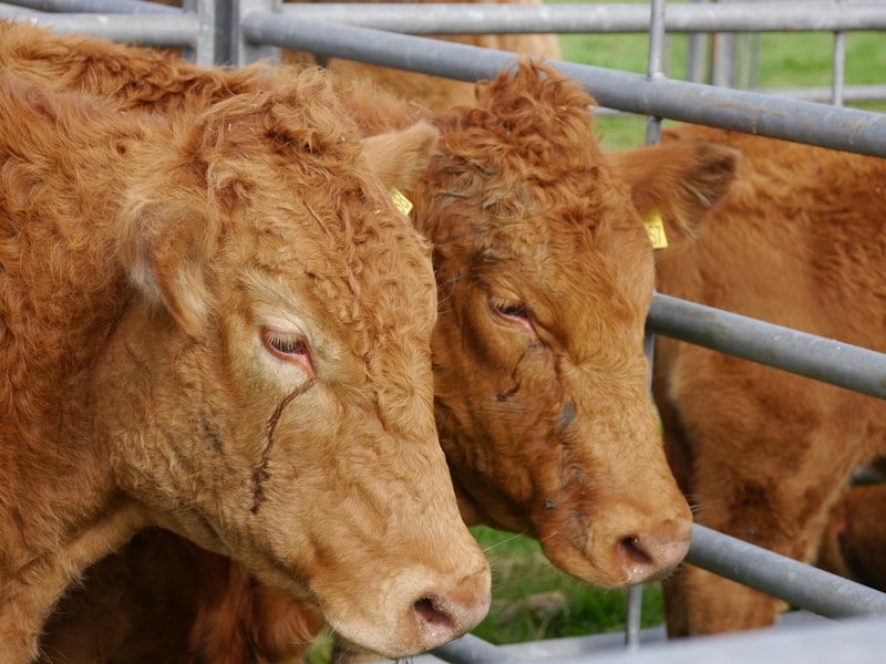 Büyükbaş Hayvanlar