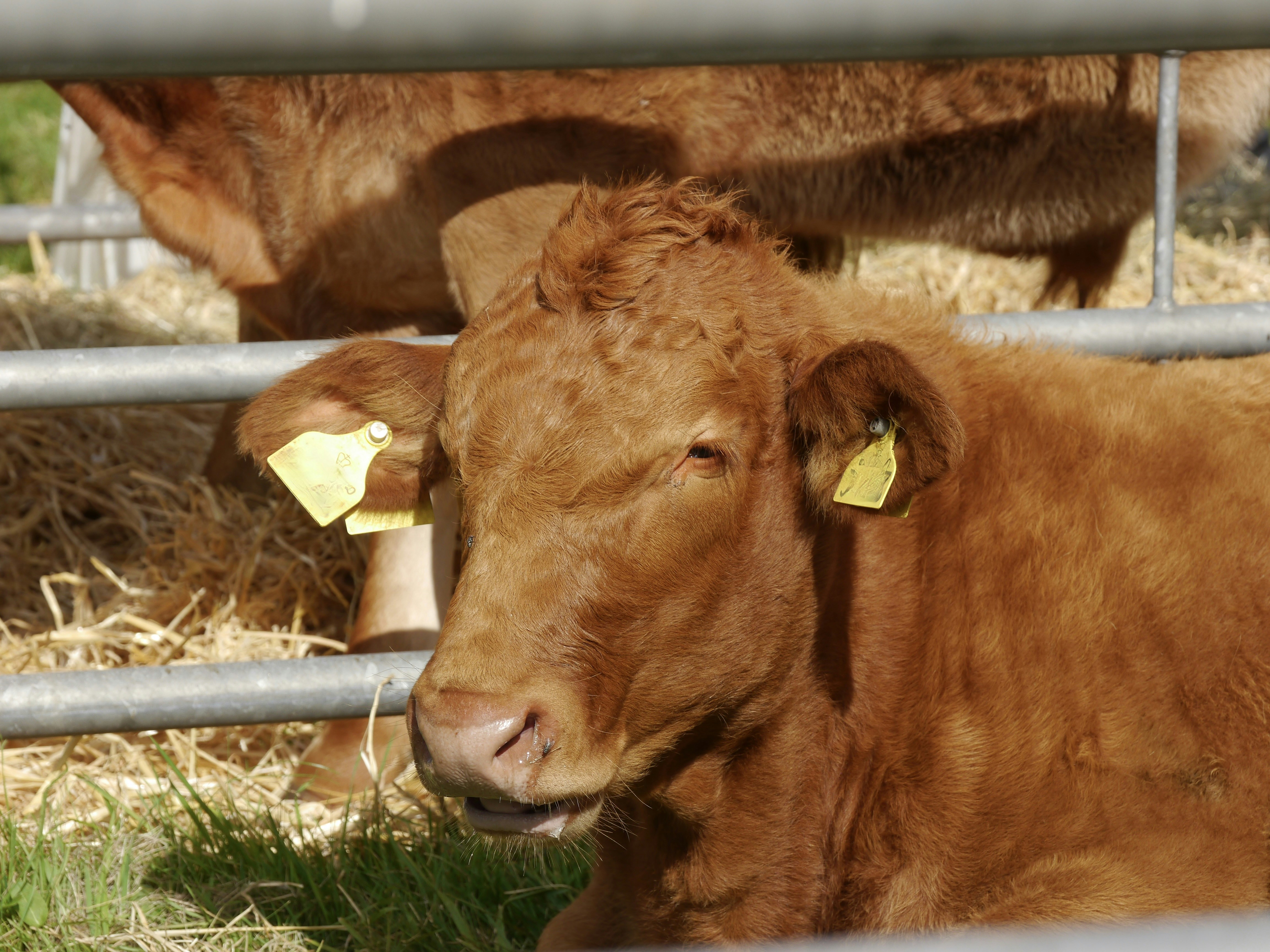 A brown cow laying on top of a lush green field