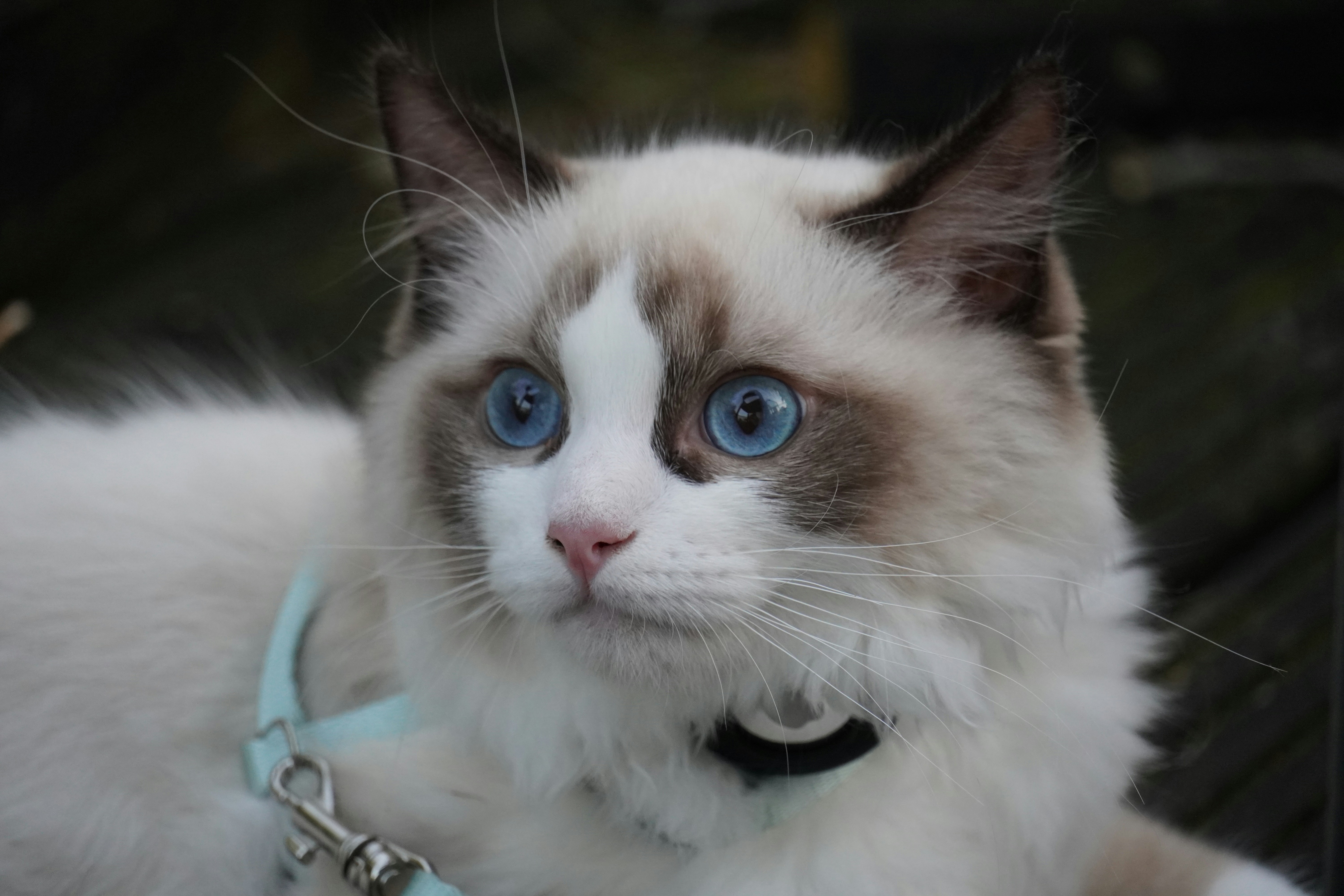 Un gatto bianco con gli occhi azzurri seduto su una panchina foto –  Immagine gratis di Gatto su Unsplash, image size:3000x2000