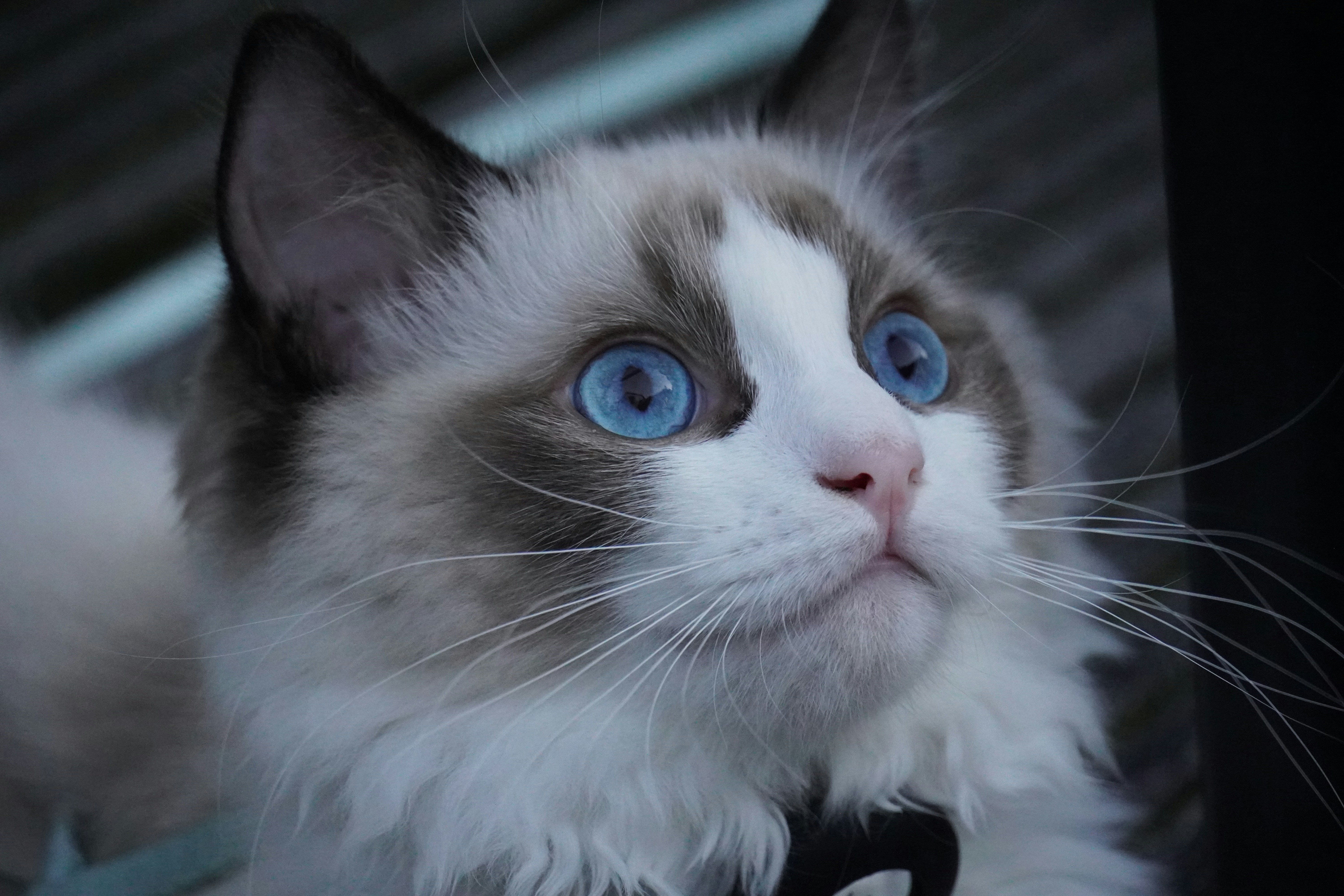 A close up of a cat with blue eyes