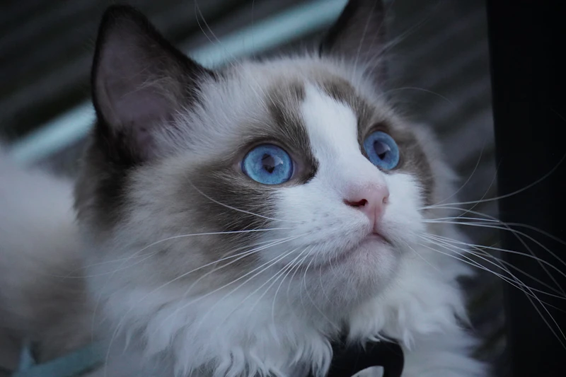 Ragdoll