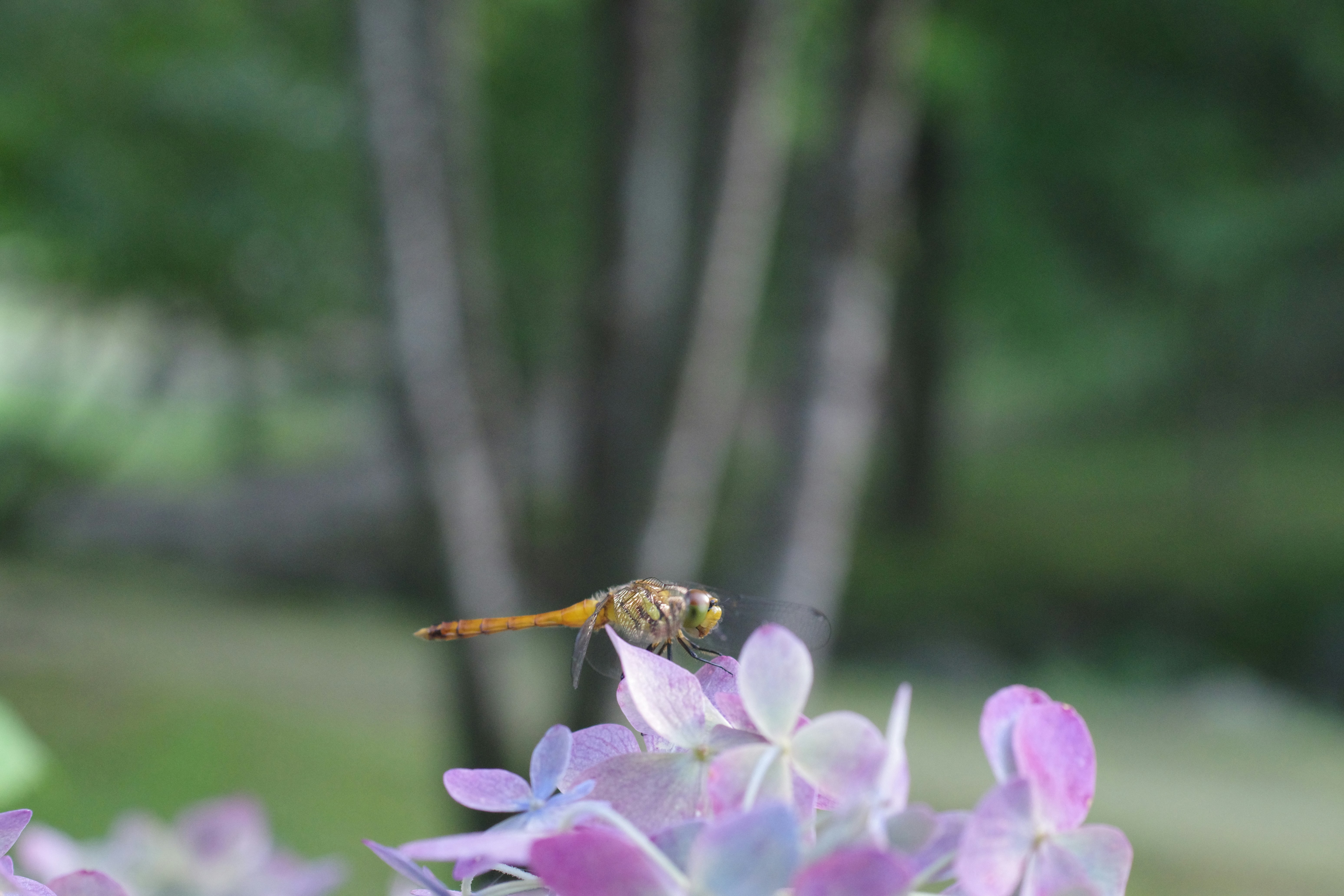 A yellow and black insect sitting on a purple flower photo – Free ...