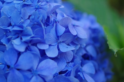 A close up view of a blue flower