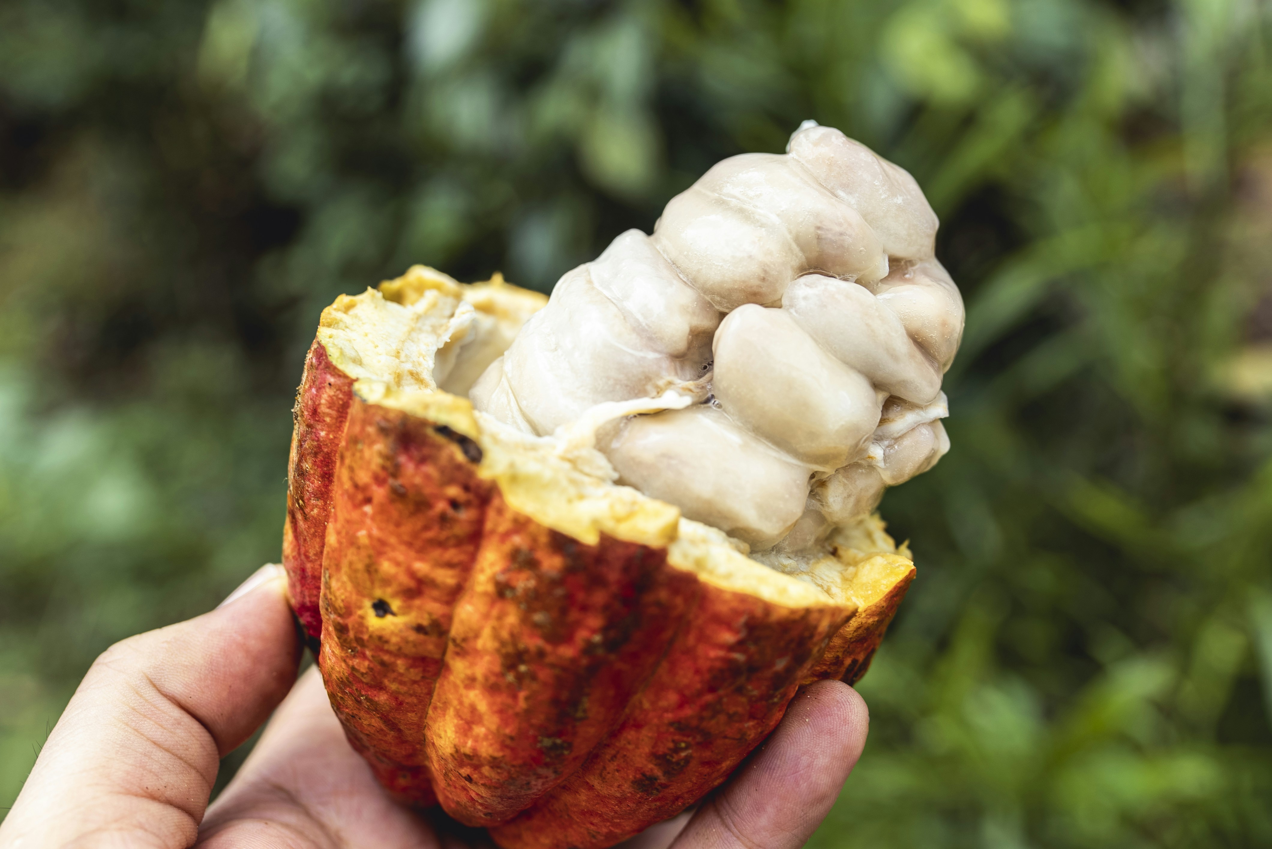 食べかけの果物を一口取り出した手