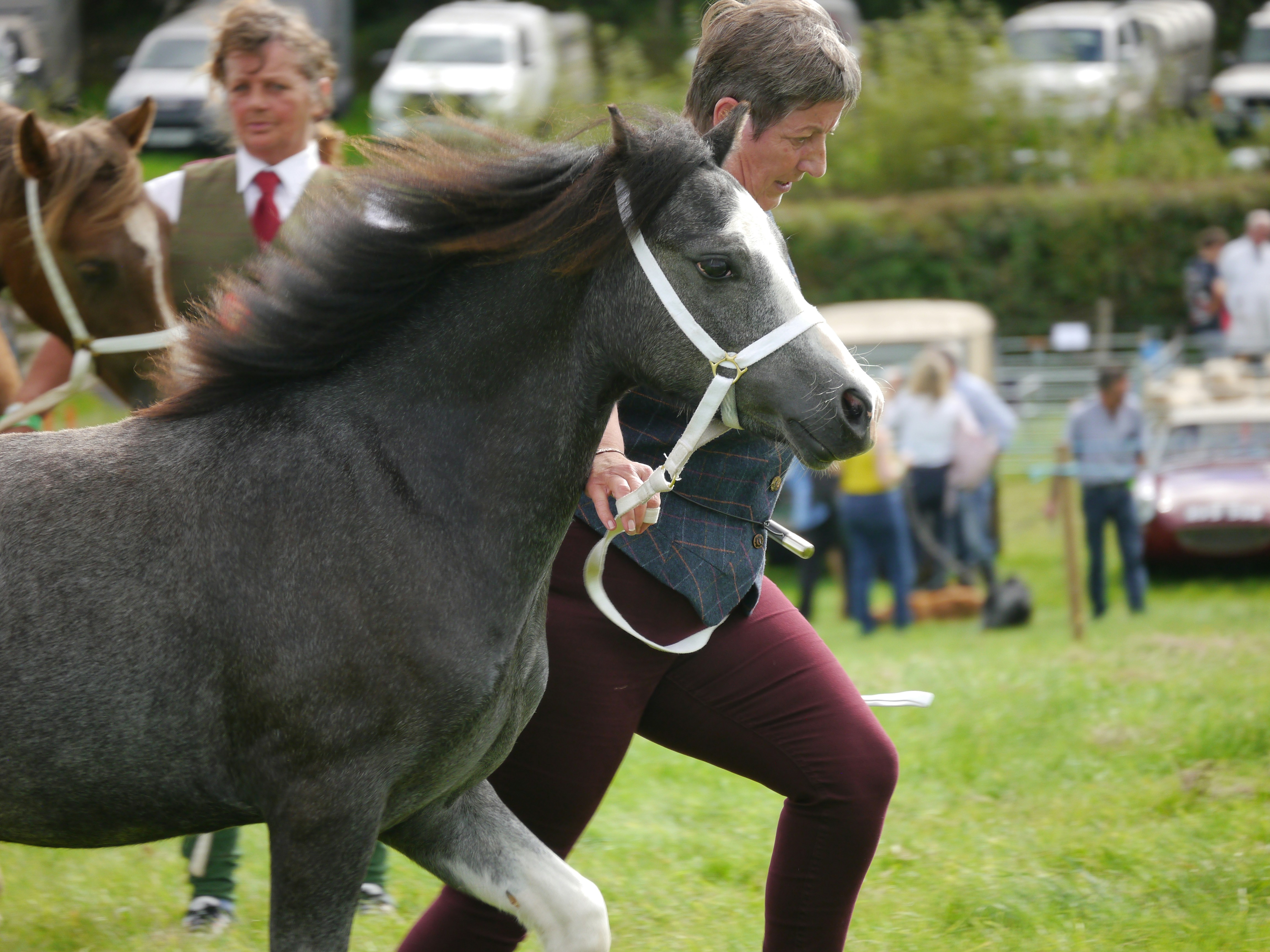 Mindful Touch: The Emotional and Mental Benefits of Equine Bodywork 