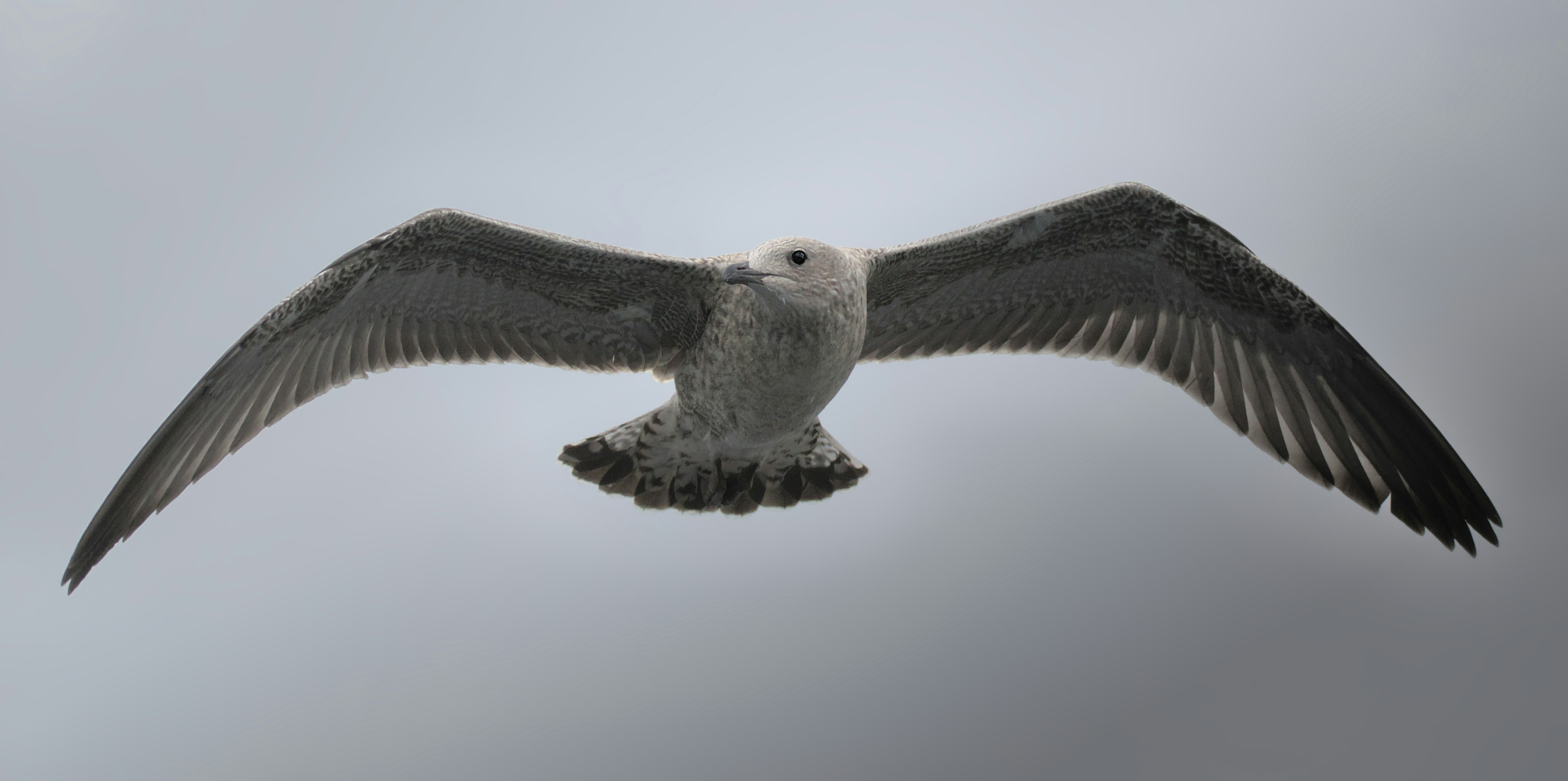 A large bird flying through a cloudy sky