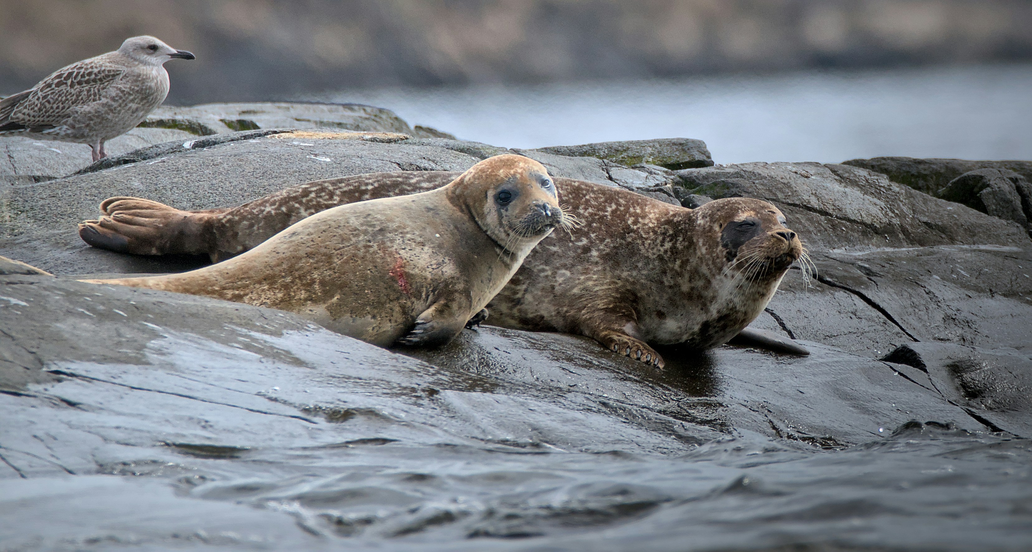 A couple of animals that are laying on some rocks