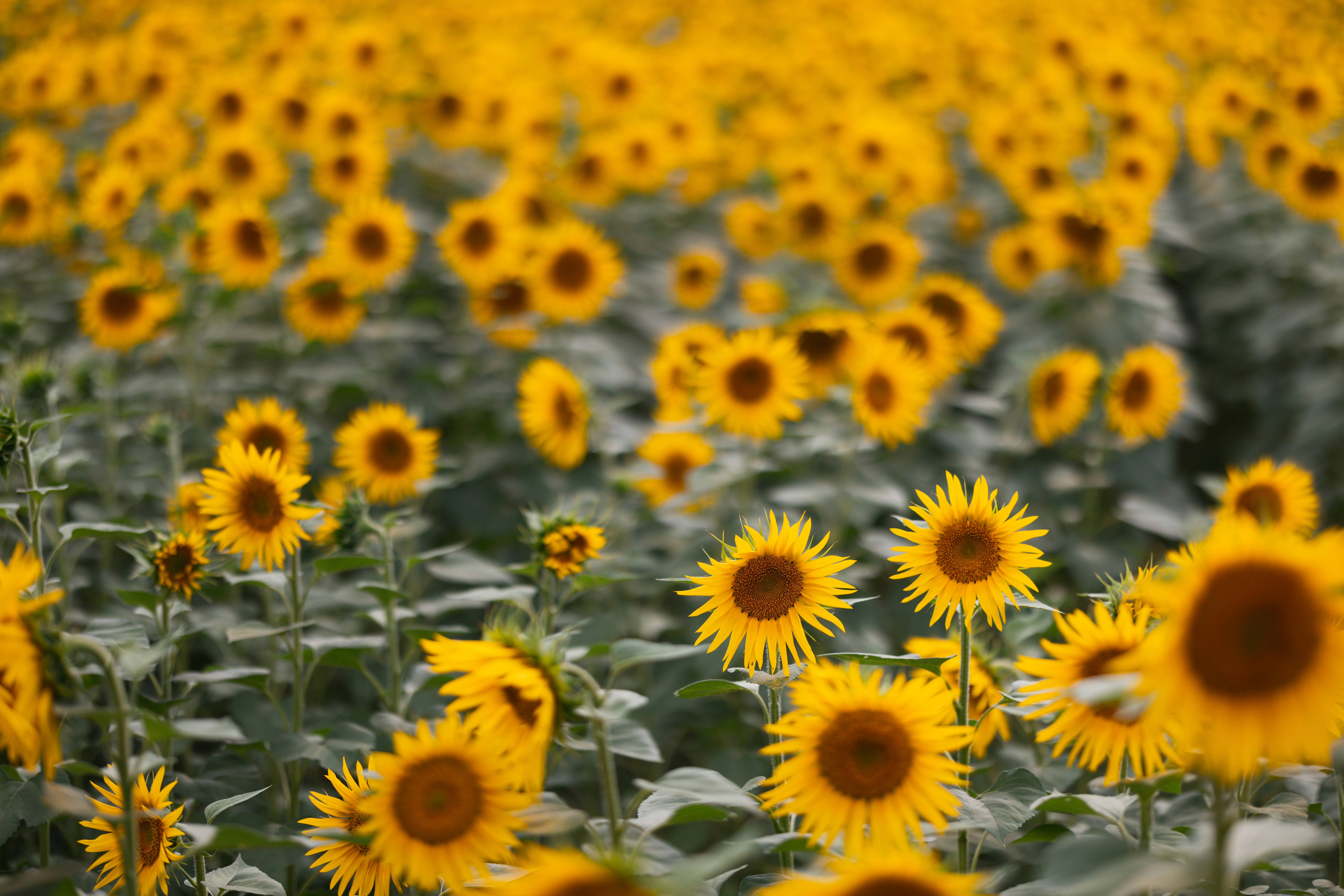 Photo by christian_dubendorfer