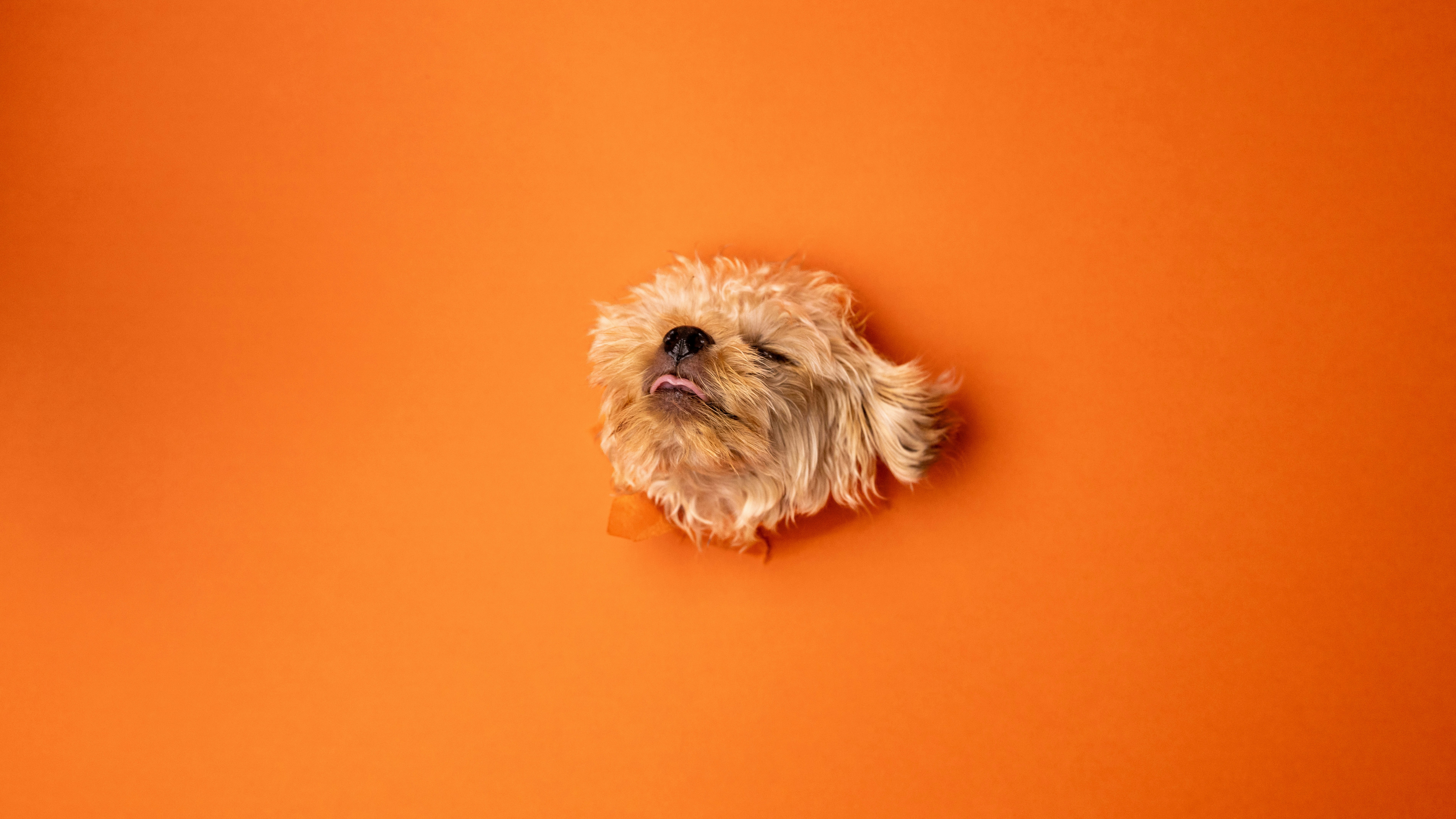 pet supplies wallpaper, wallpaper, Pet First Aid Kit: Essential Supplies & Guide 5