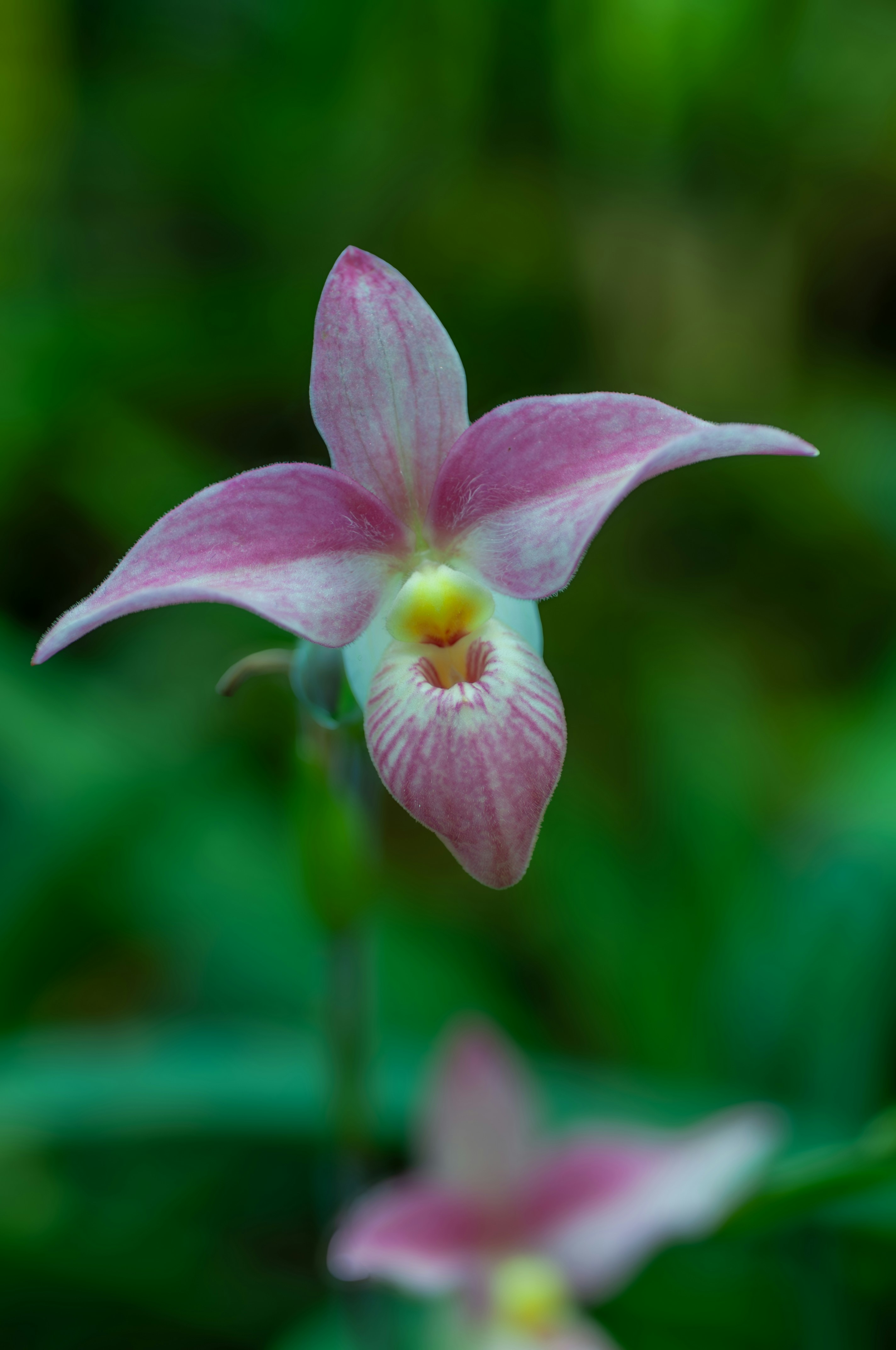 Photo by floratropicana