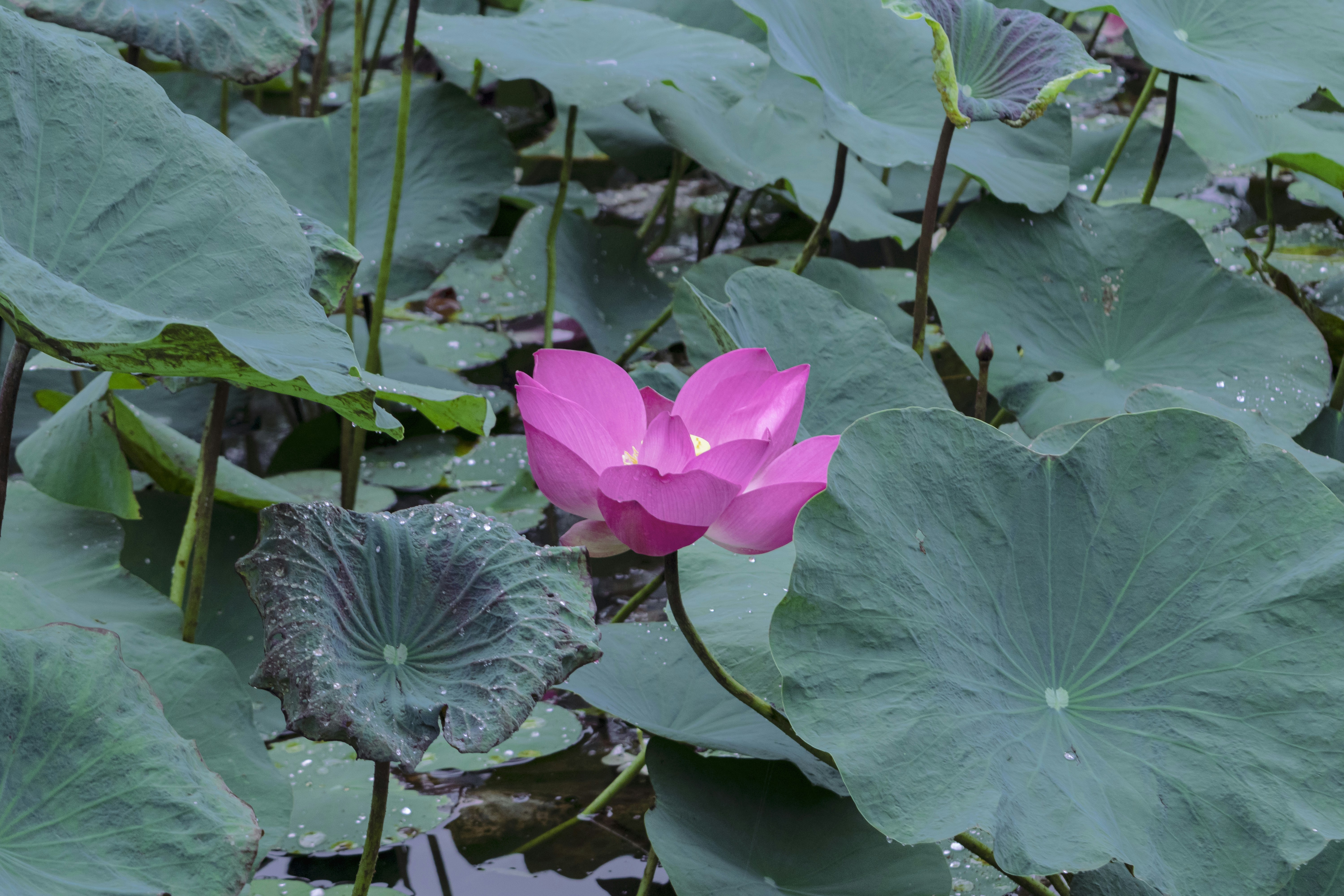 Photo by hoanganh_dreamplanie