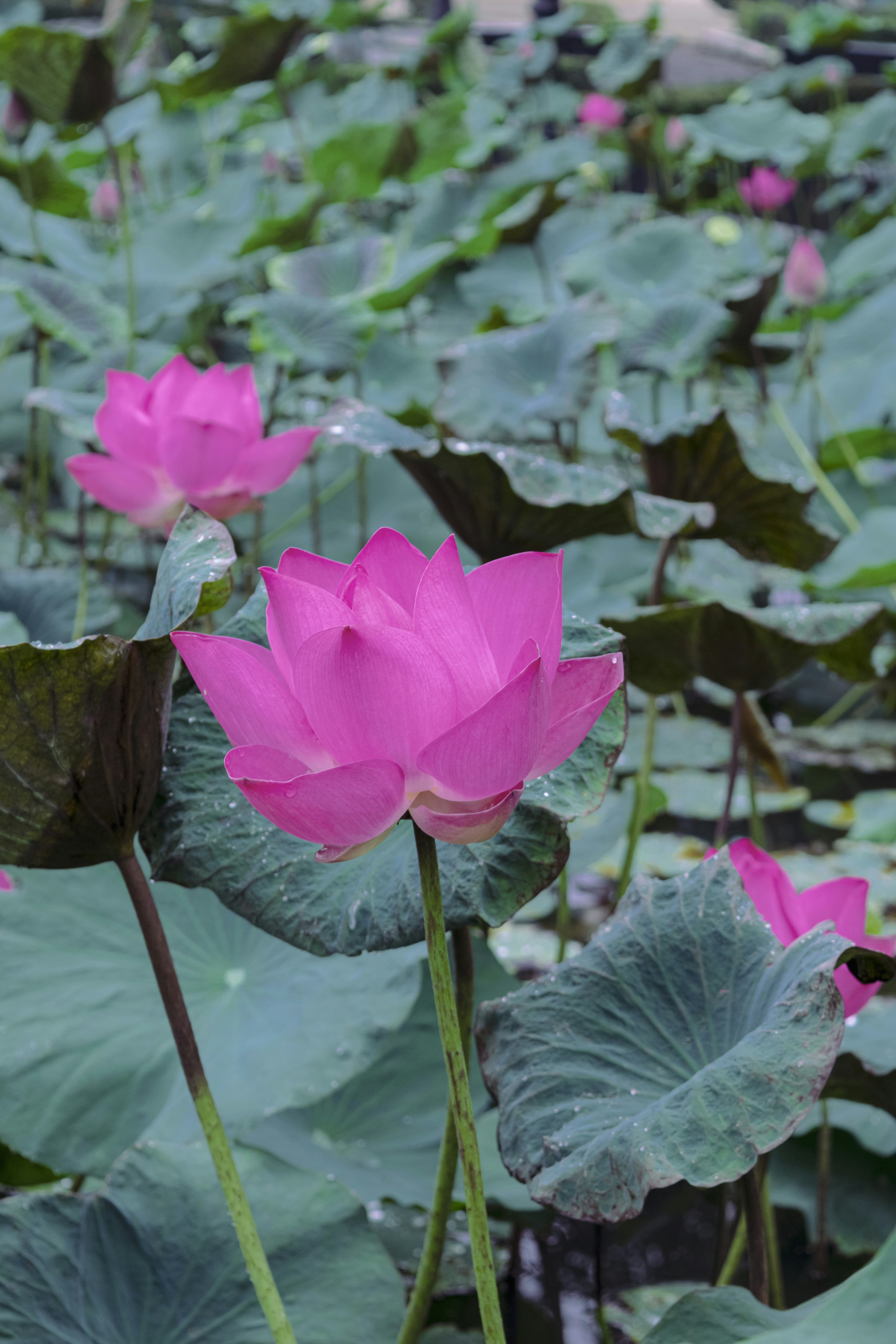 Photo by hoanganh_dreamplanie