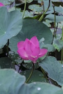 A pink flower sitting on top of a lush green plant