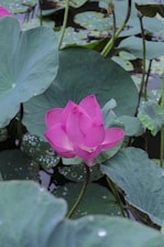 A pink flower sitting on top of a lush green plant