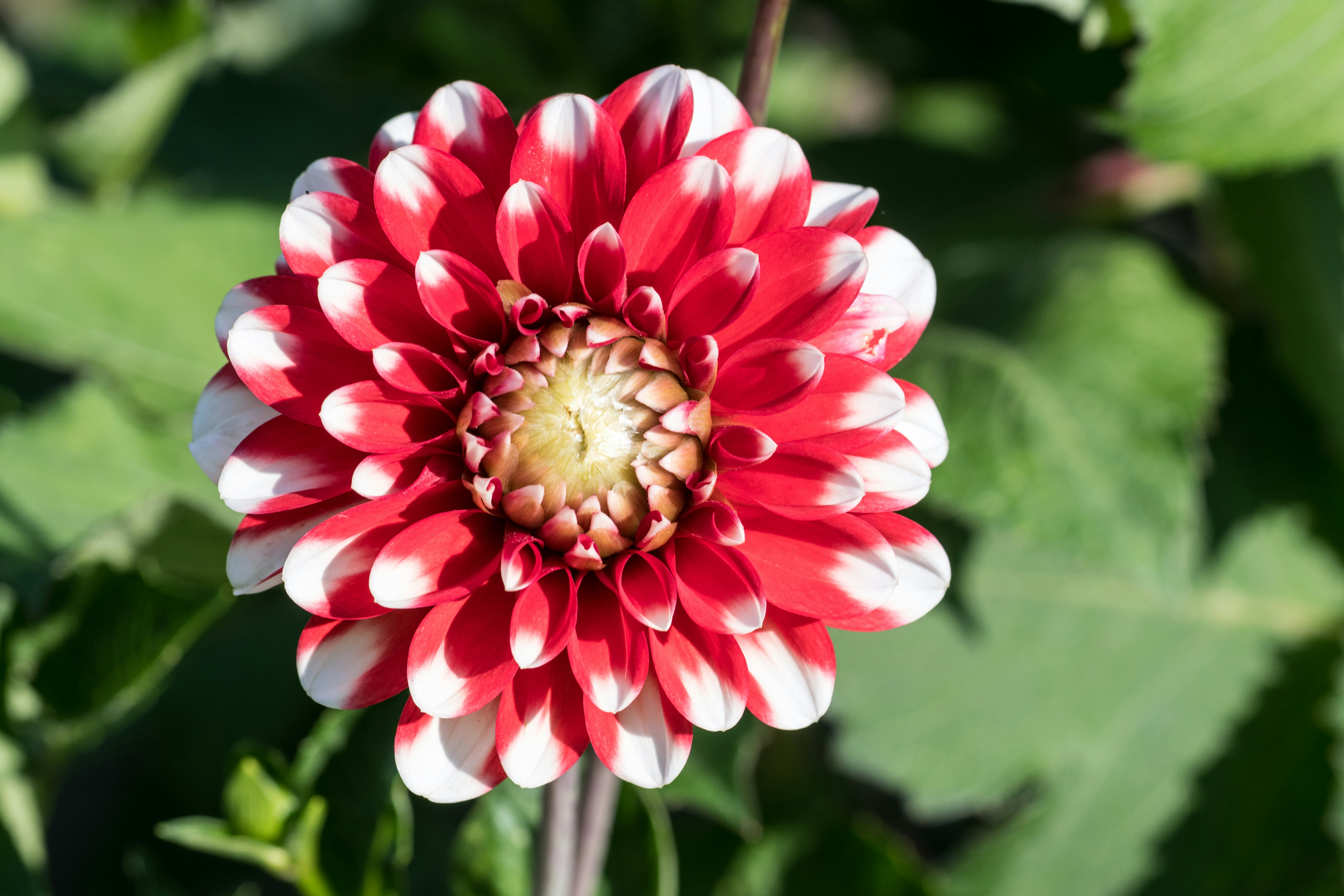 Photo by hamburgmeinefreundin