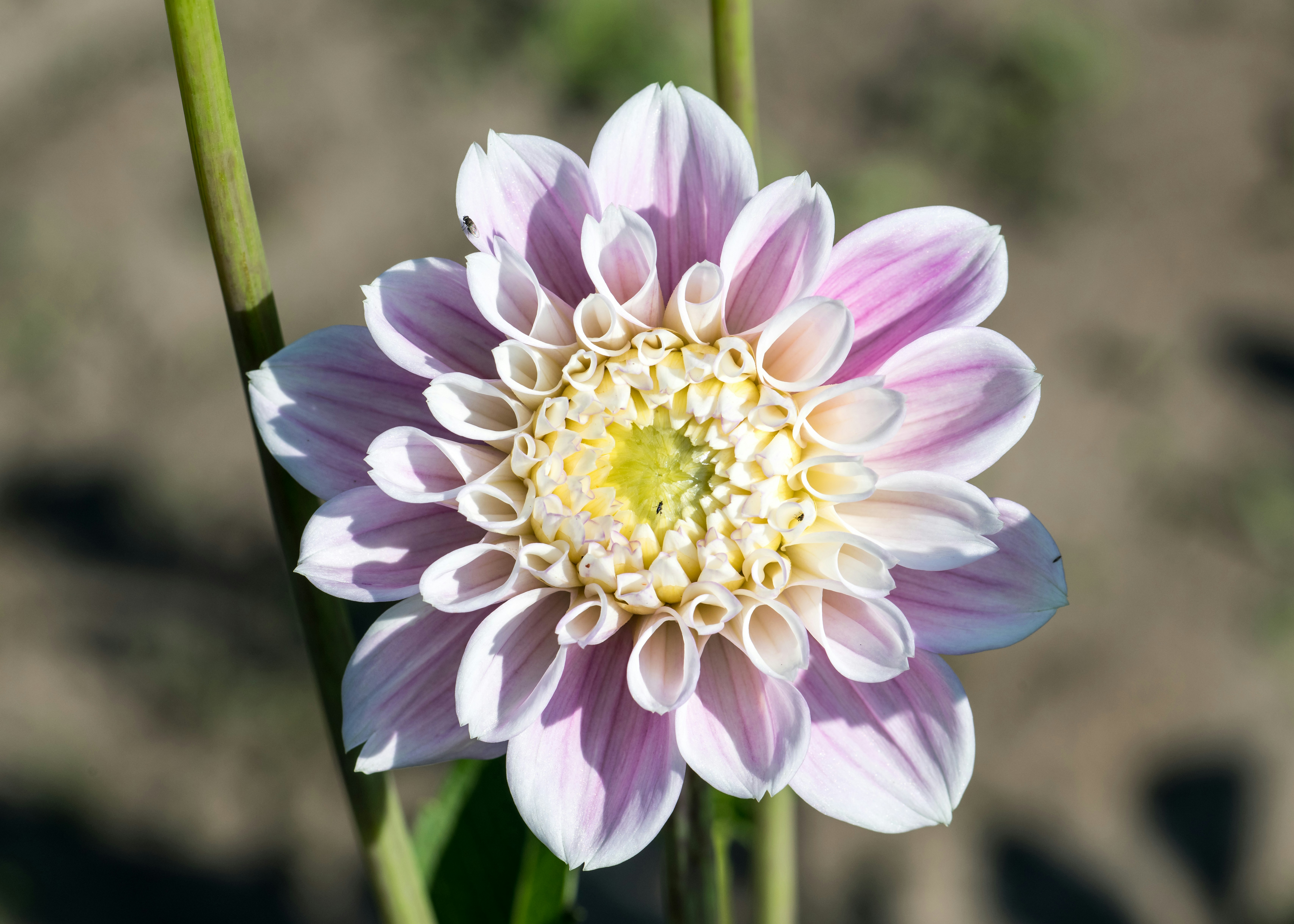 Photo by hamburgmeinefreundin