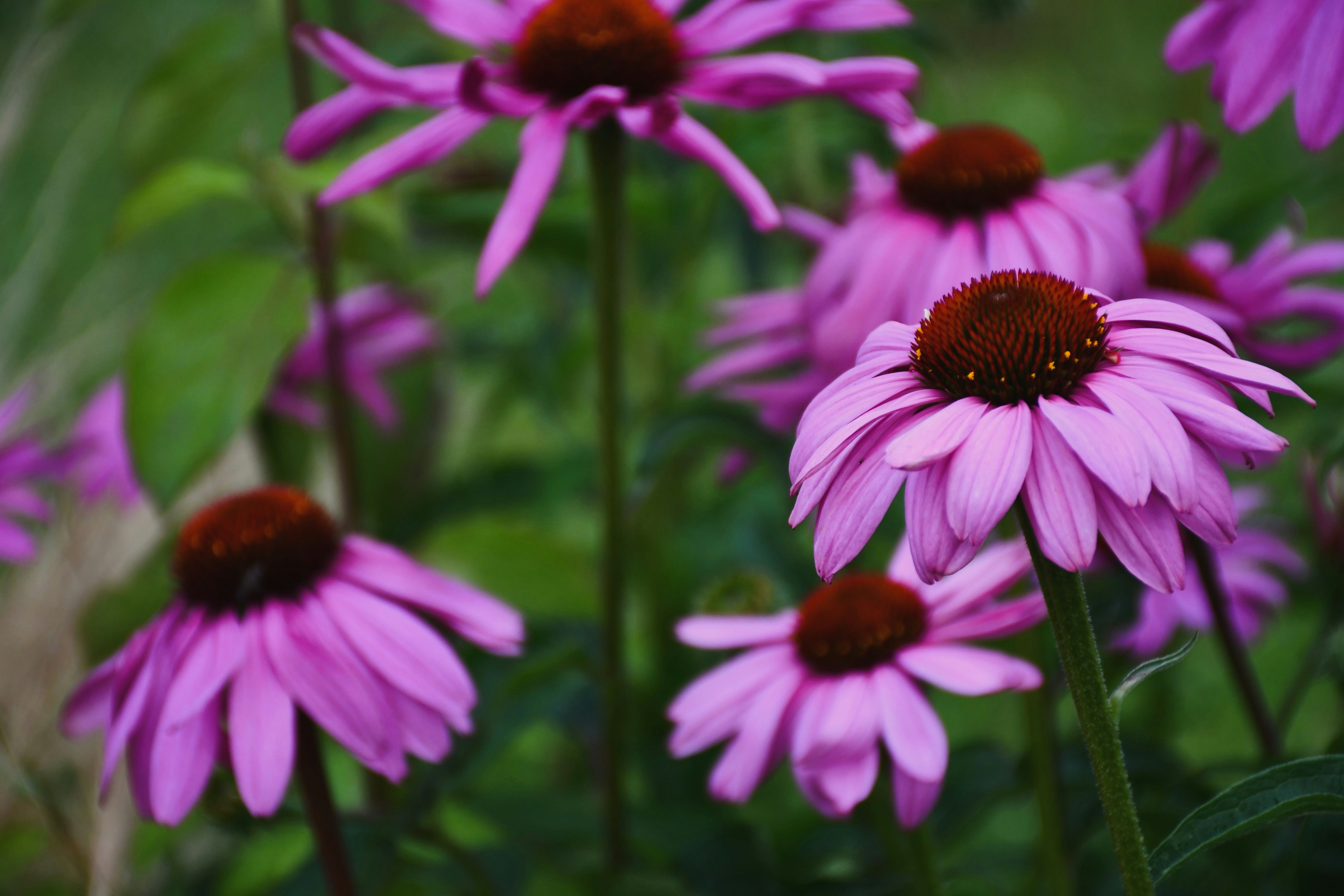 Photo by oleksandra_syrytsia