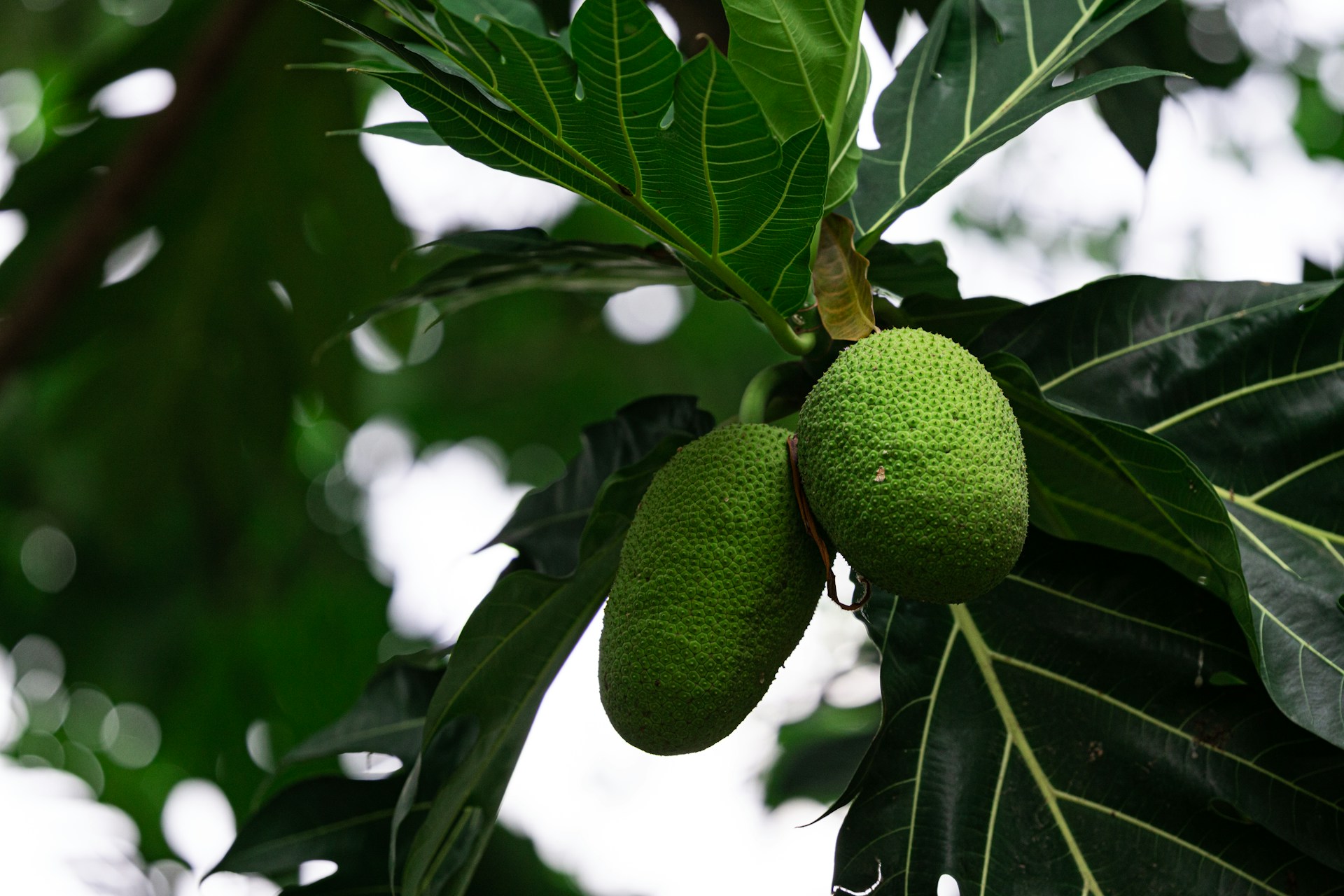 A tree filled with lots of green fruit