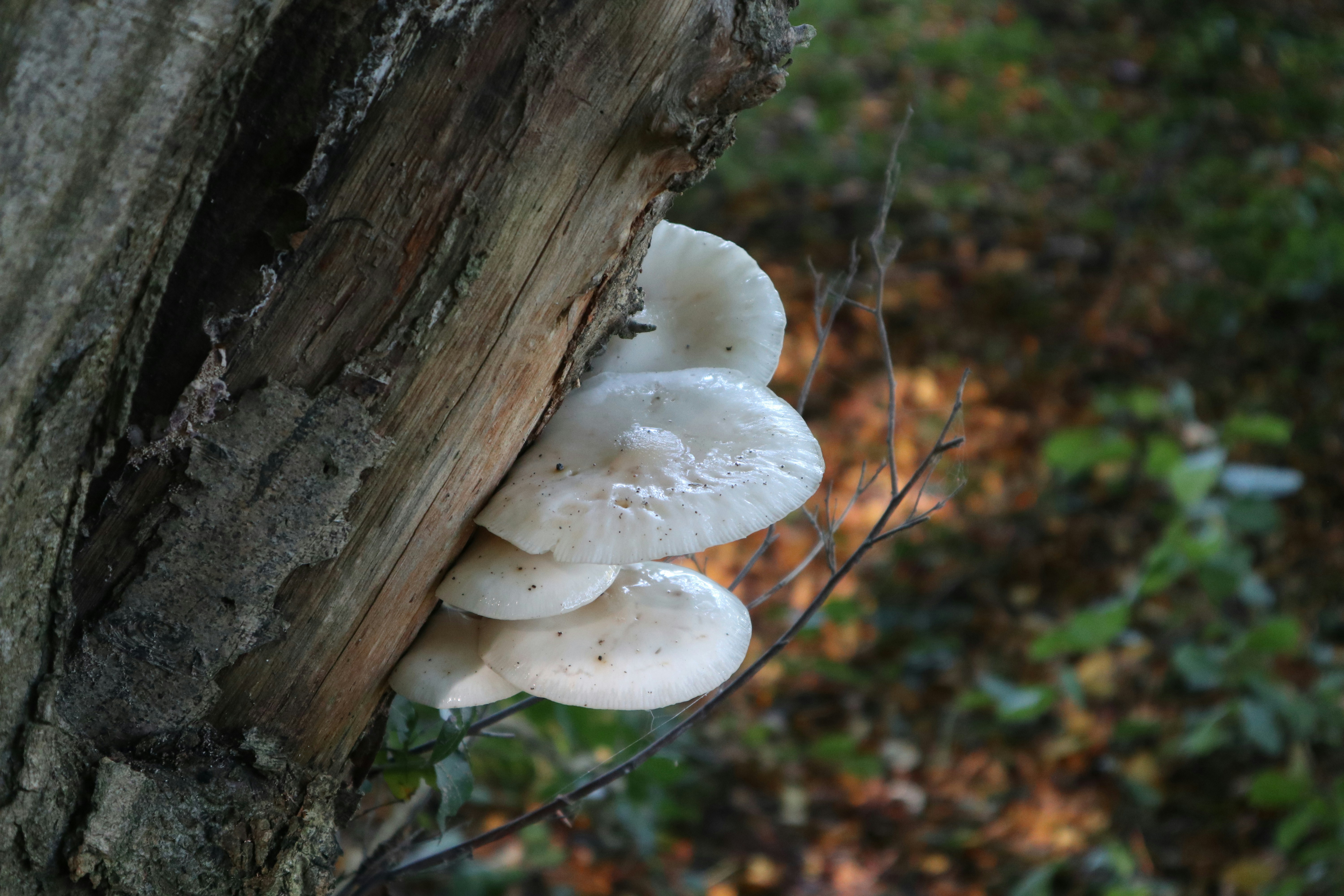 Photo by balint_miko