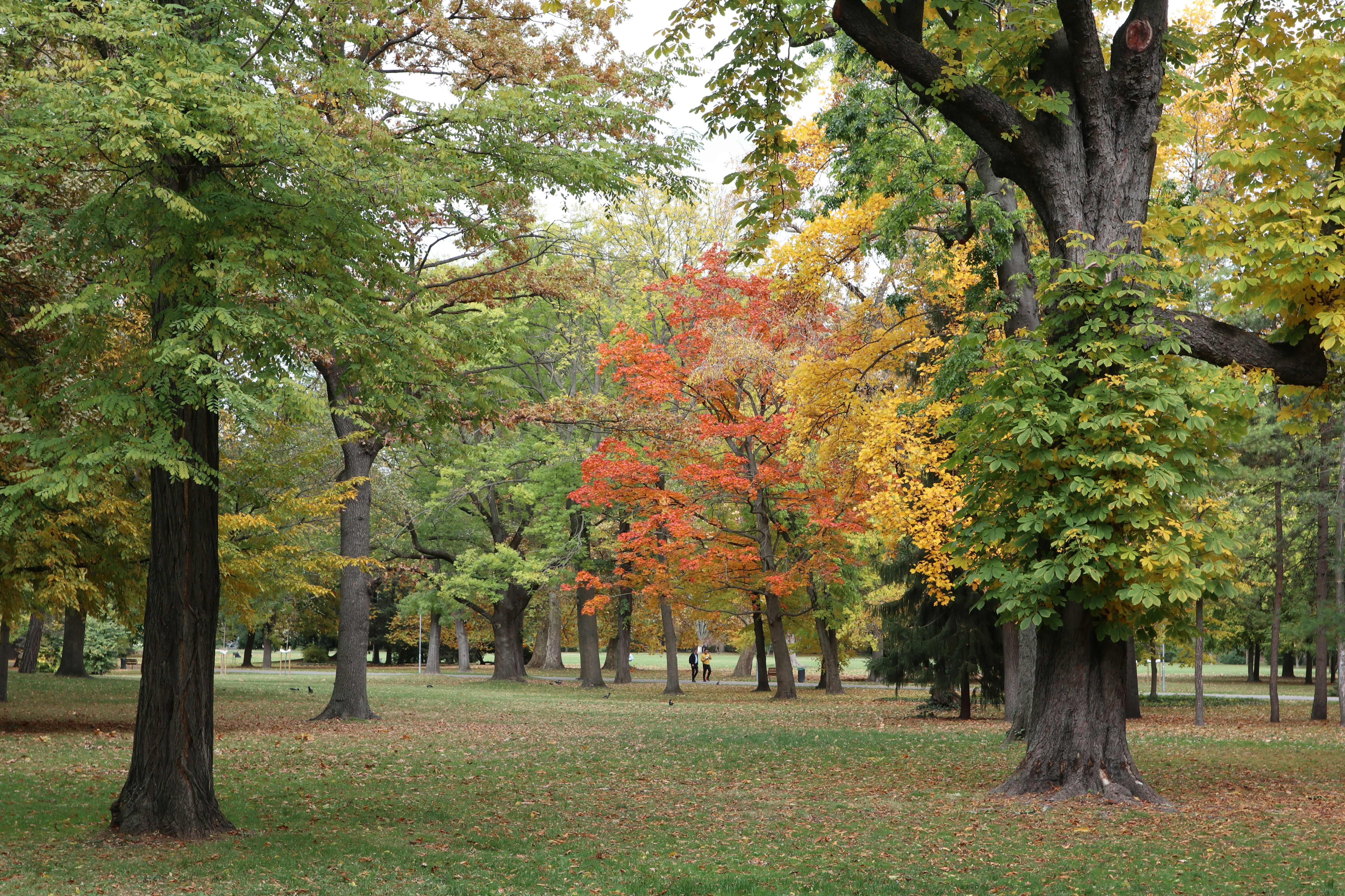 Photo by balint_miko