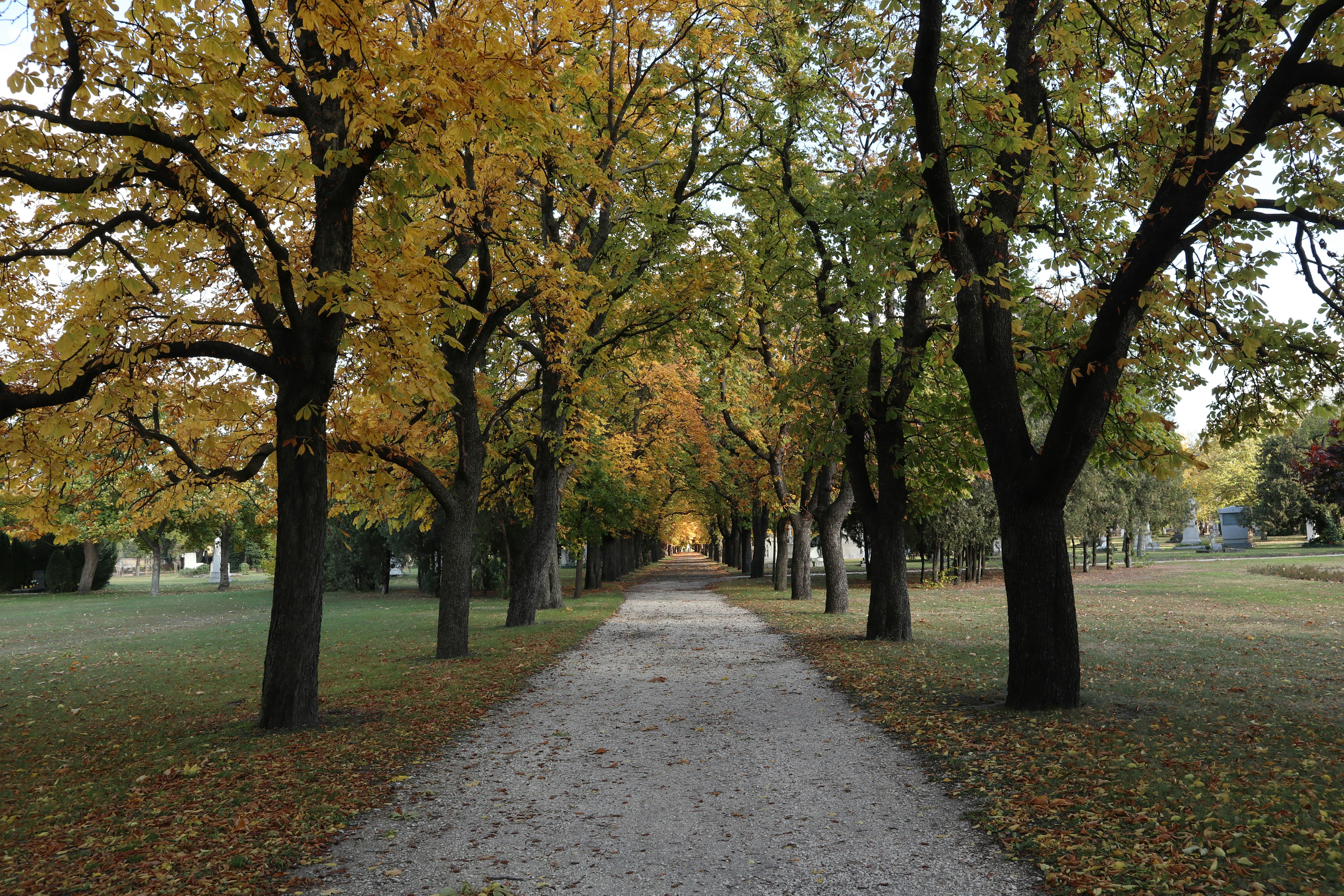 Image by Balint Miko via Unsplash