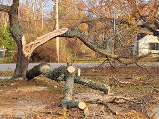 A tree that has fallen over in a yard