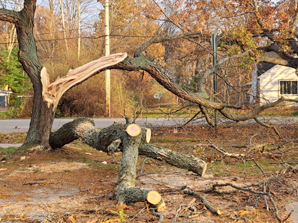 professional tree removal services near me