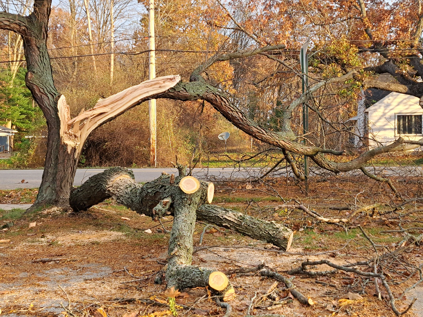A wind-snapped tree cut into sections beside a residential street