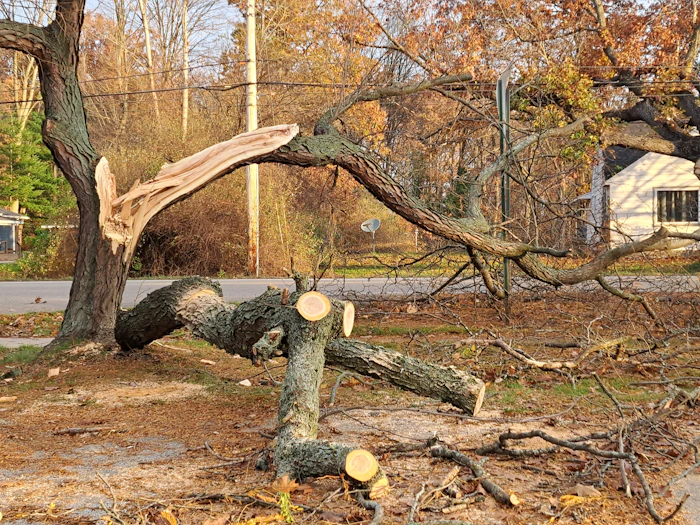 Storm-damaged tree fallen in a residential yard requiring emergency removal