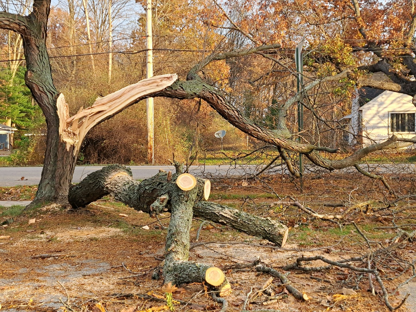 A Tree On The House